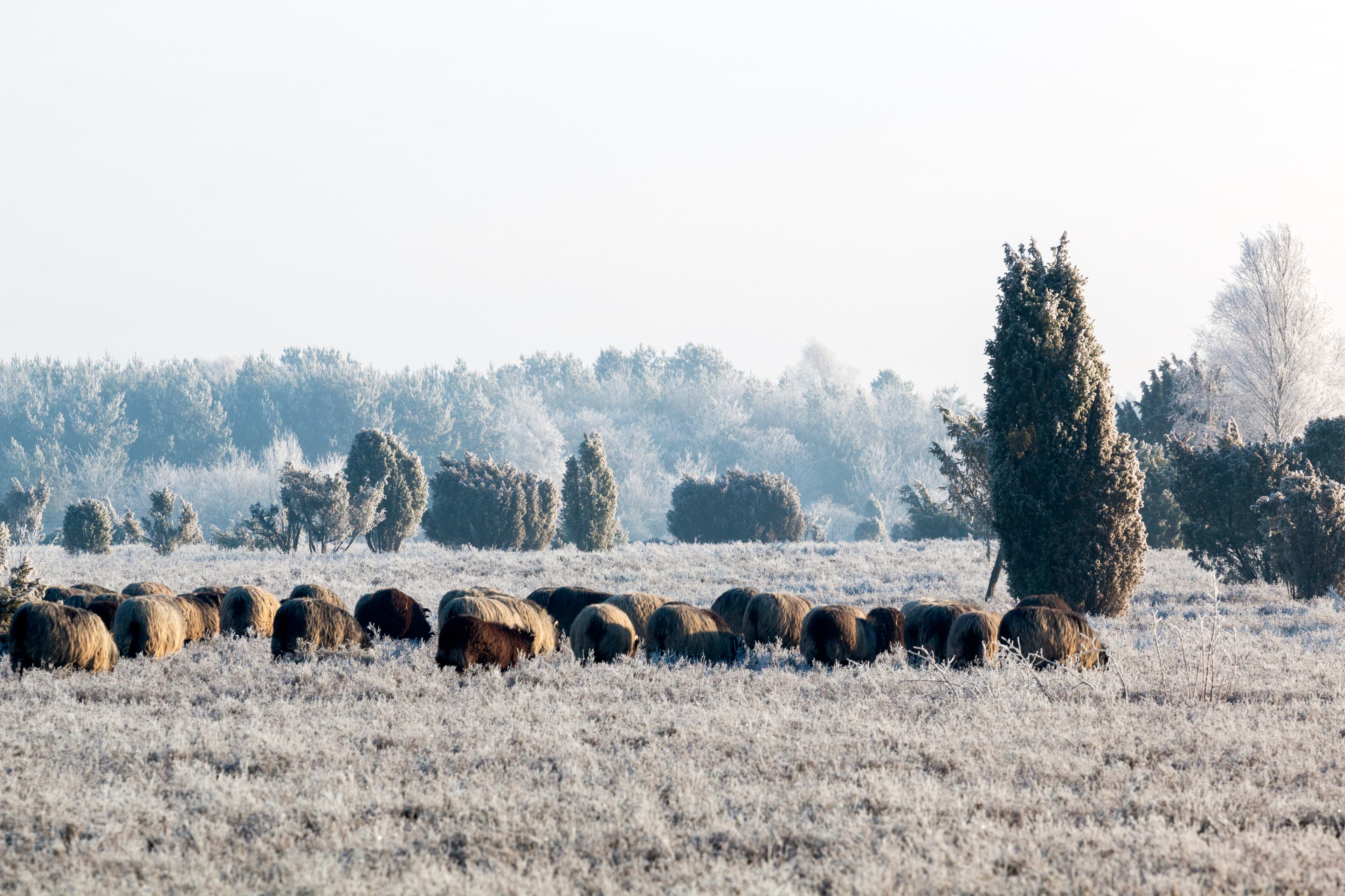 Heidschnuckenherde bei Frost in der Teufelsheide