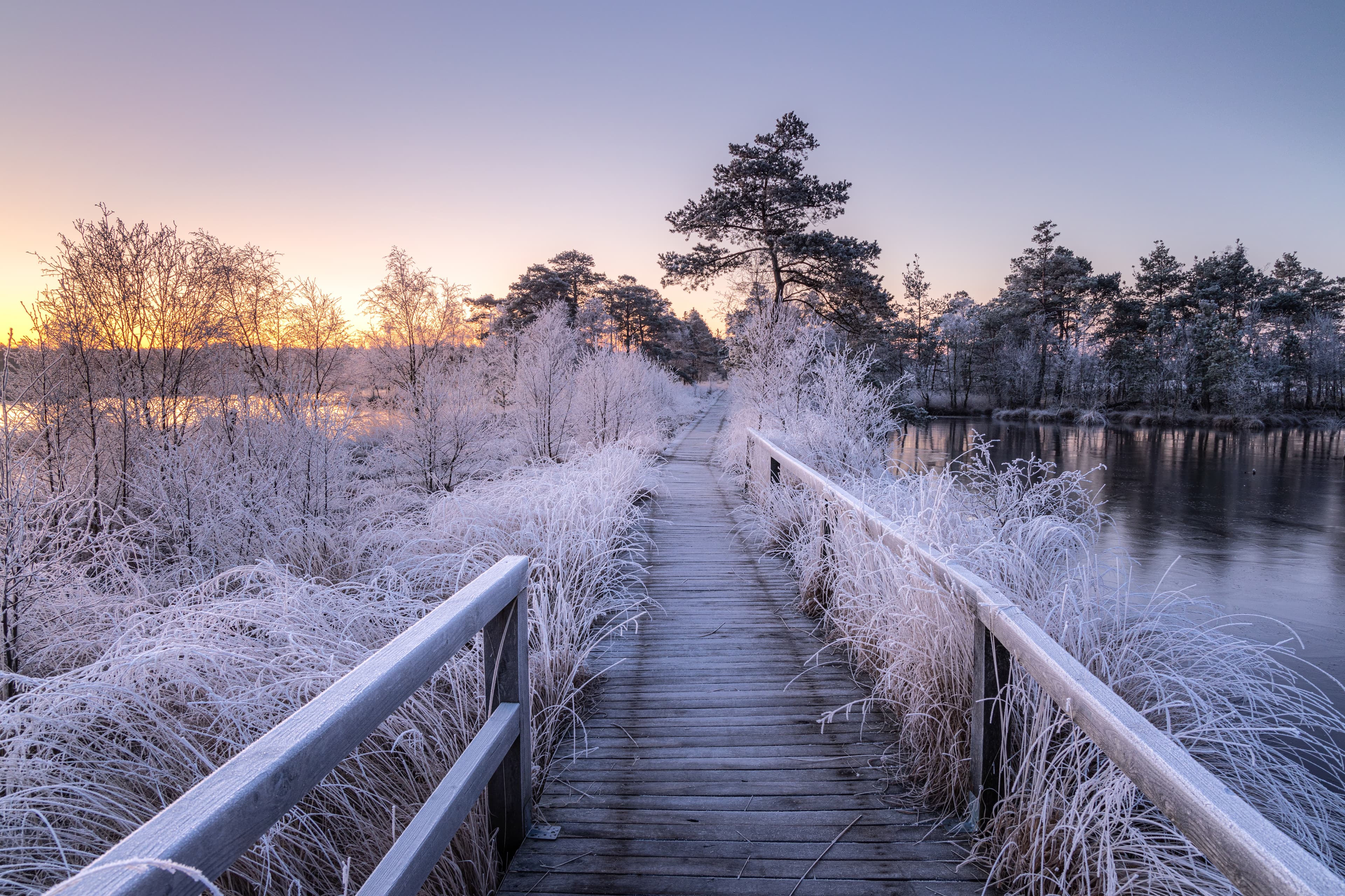 das Pietzmoor in Schneverdingen im Winter