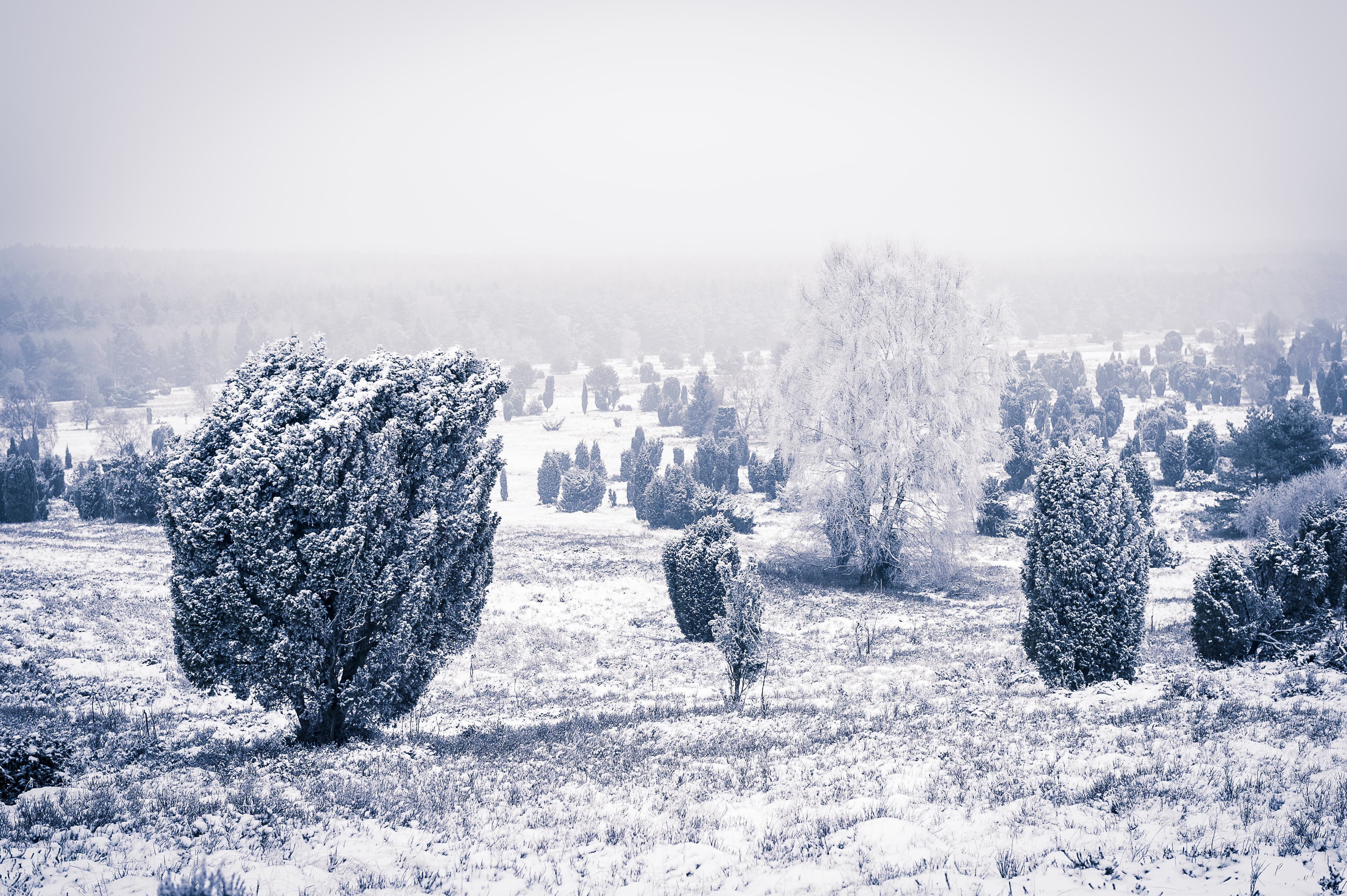 Wiseder Berg bei Schnee