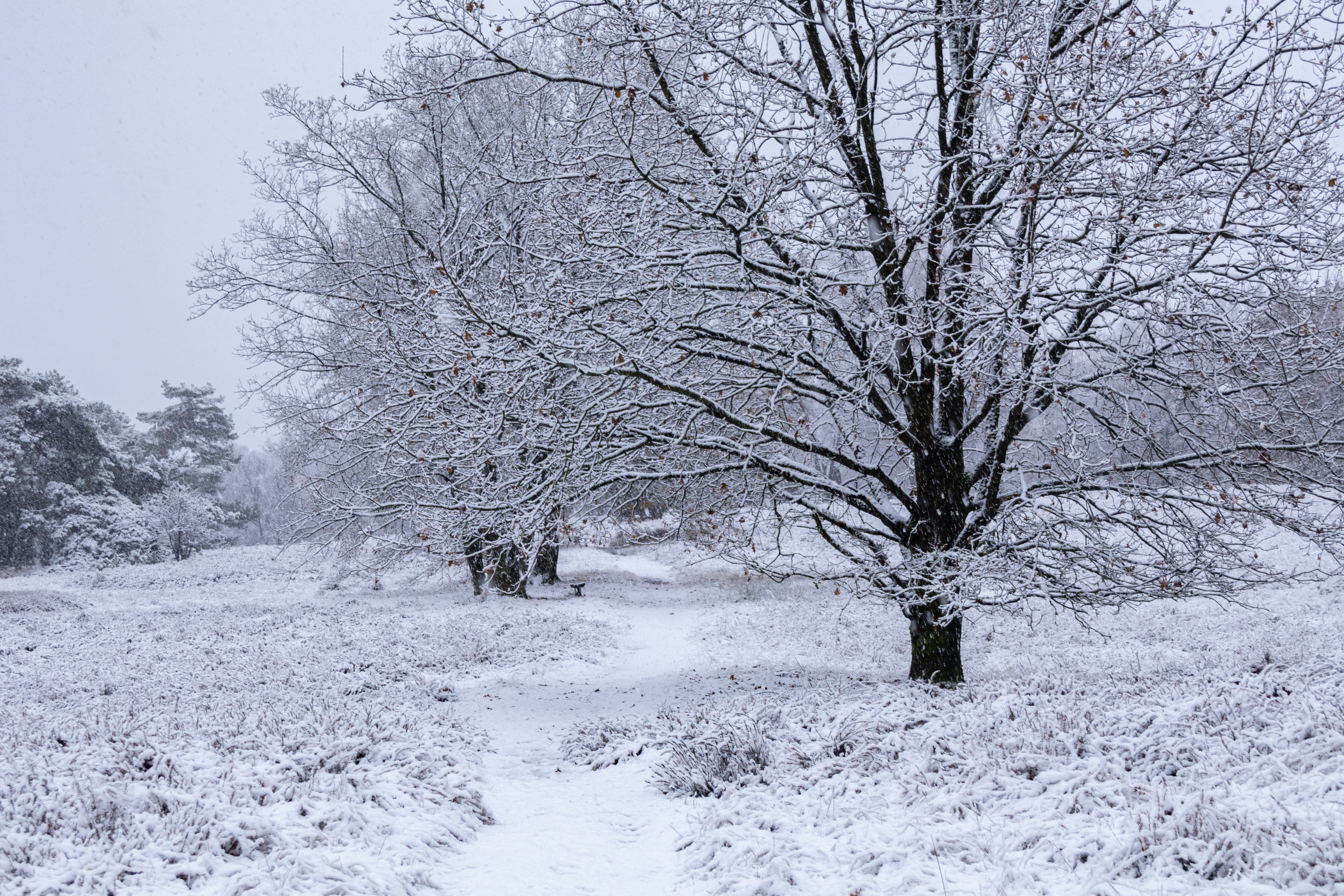 Schneefall in der Tietlinger Heide in Walsrode in der Lüneburger Heide