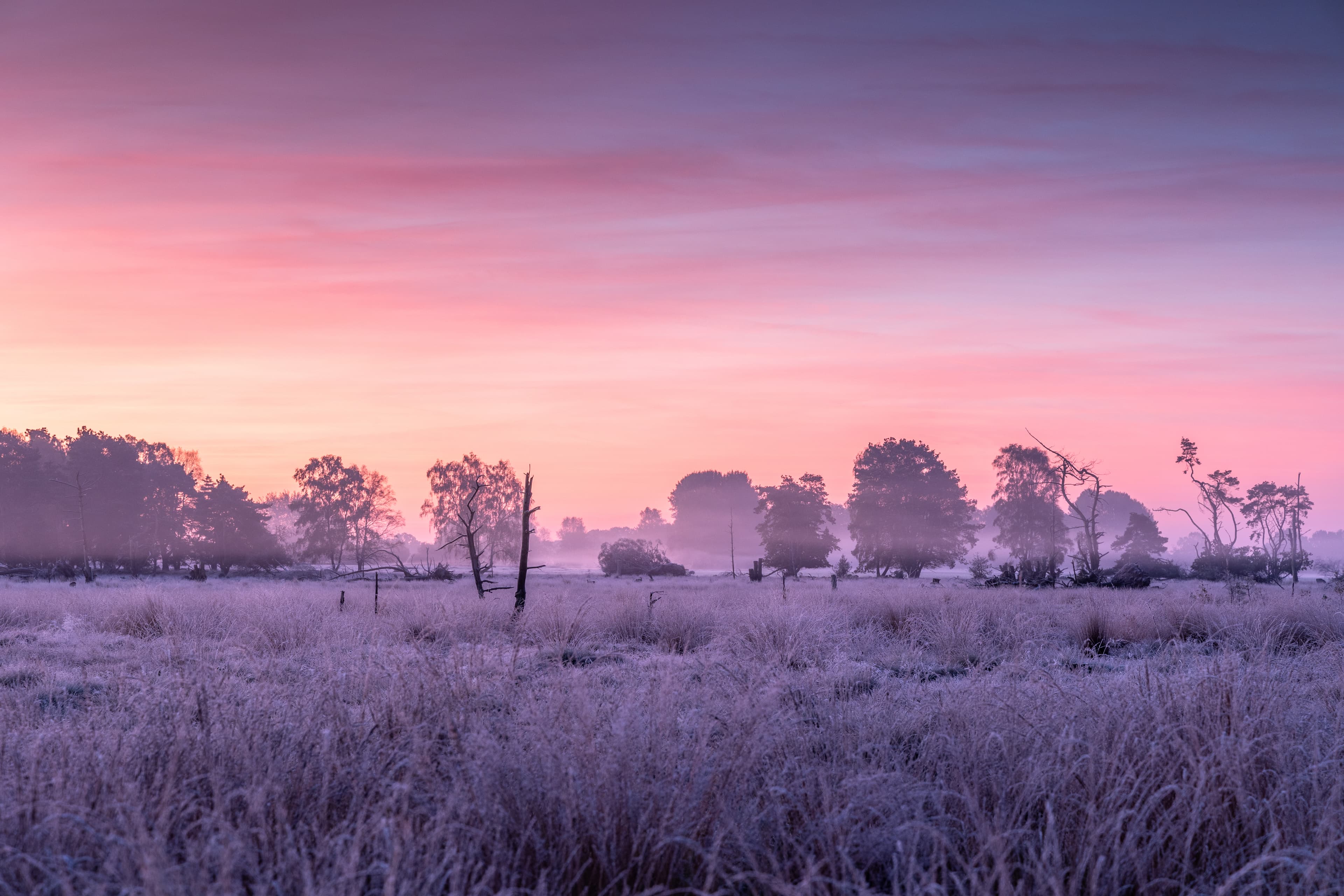 Morgenröte im frostigen Pietzmoor Schneverdingen in der Lüneburger Heide
