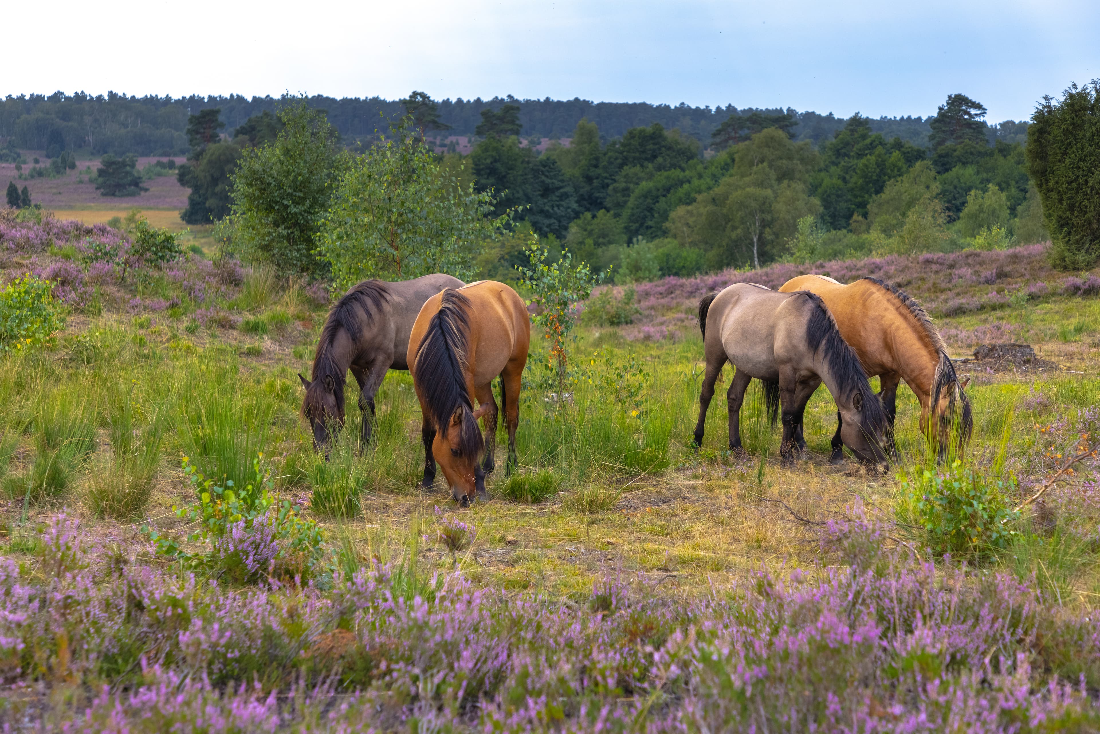Dülmener Wildpferde im Radenbachtal
