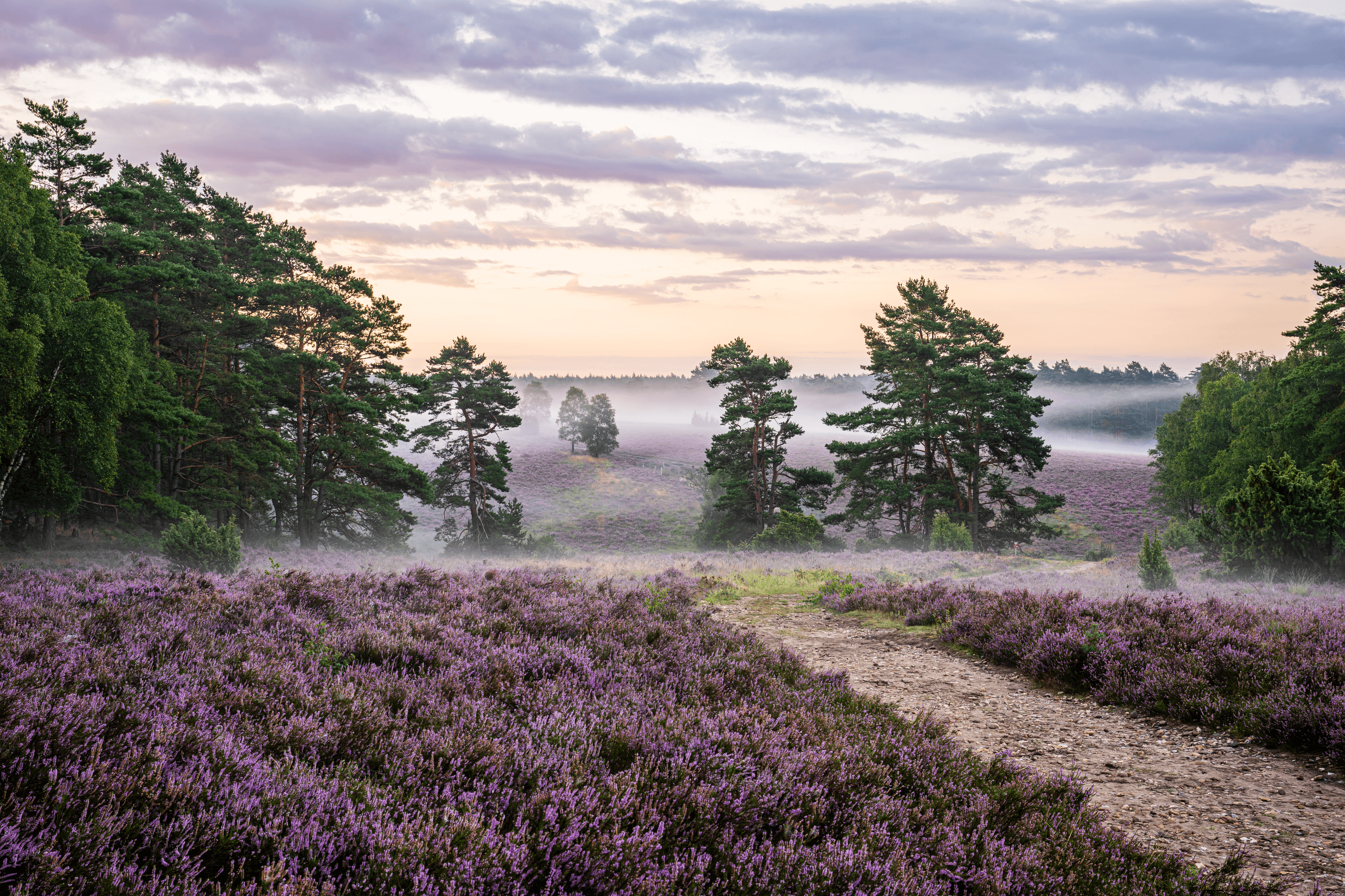 Heideschleife Misselhorner Heide Tiefental