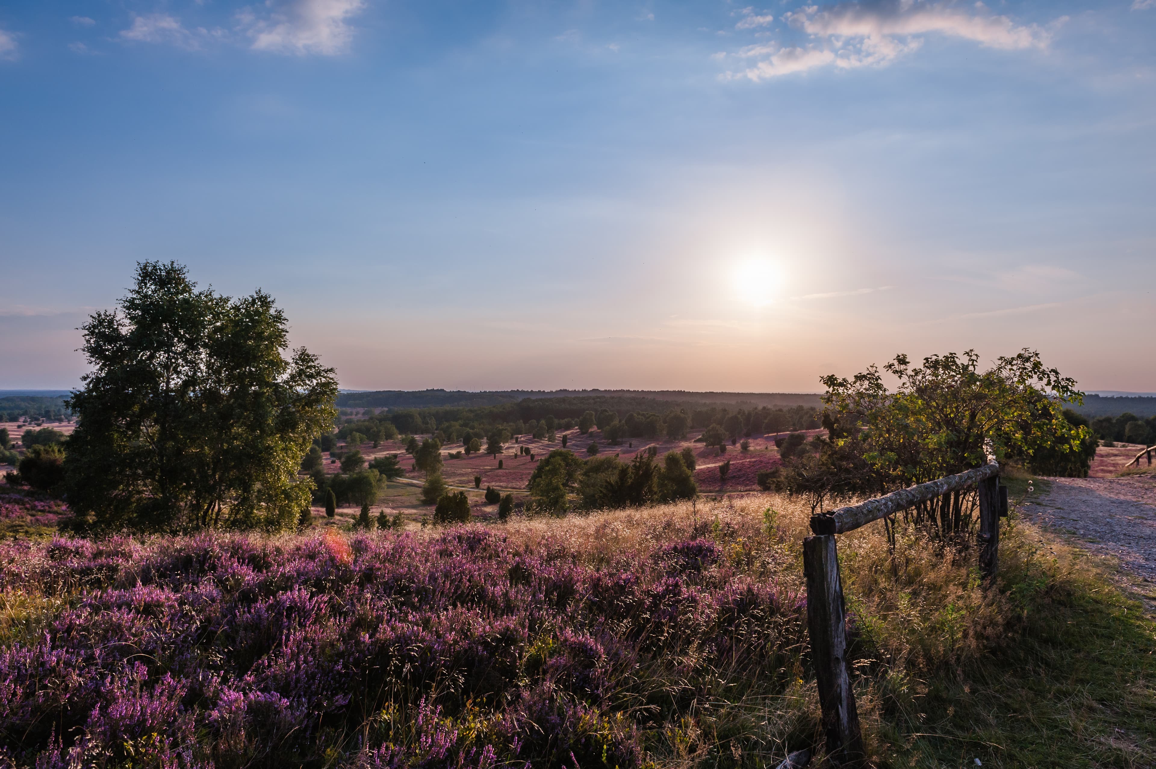 Bispingen Wilseder Berg Abendlicht Heideblüte