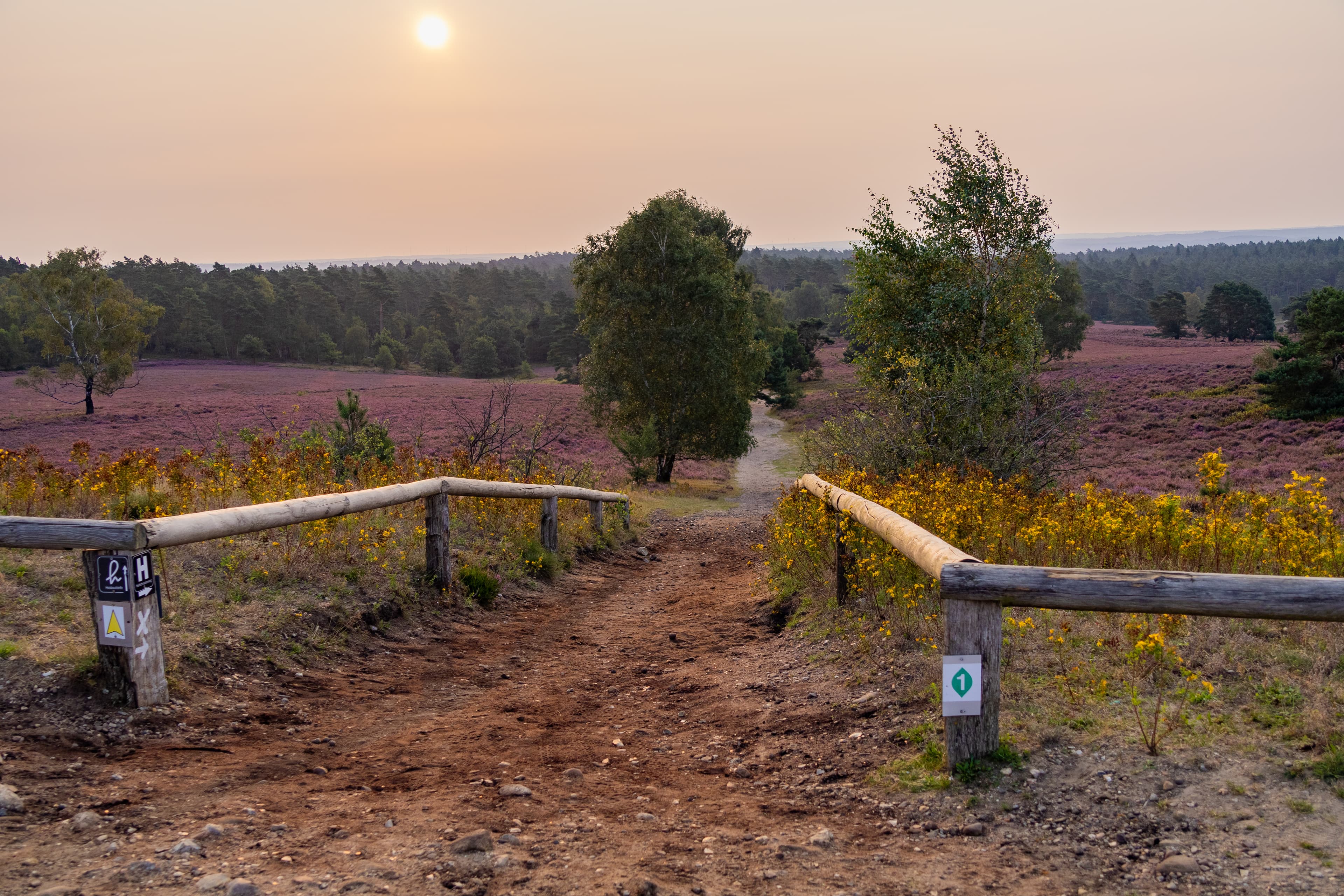 Brunsberg Heideblüte Heidschnuckenweg
