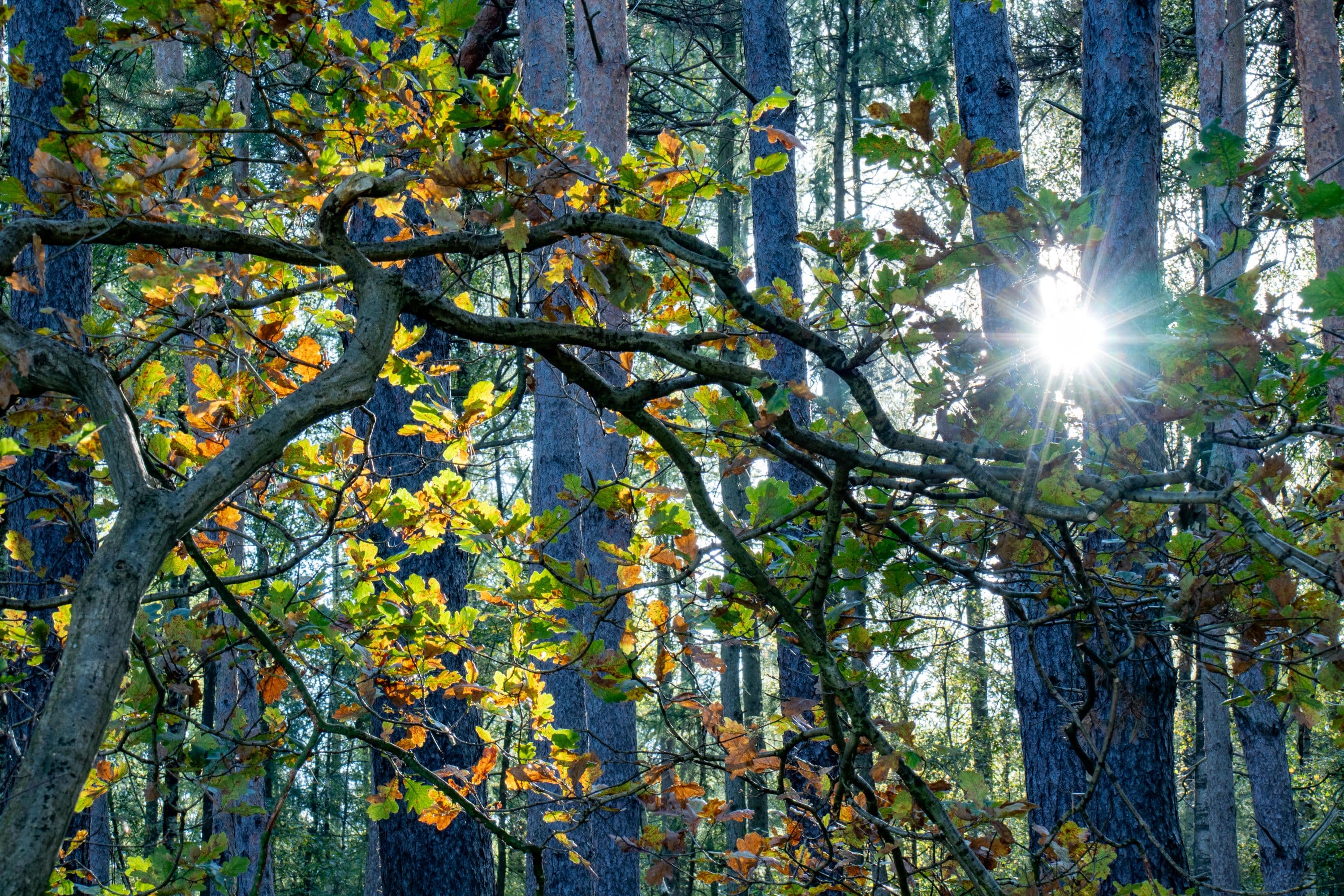 Herbstsonne auf dem Wanderweg W23