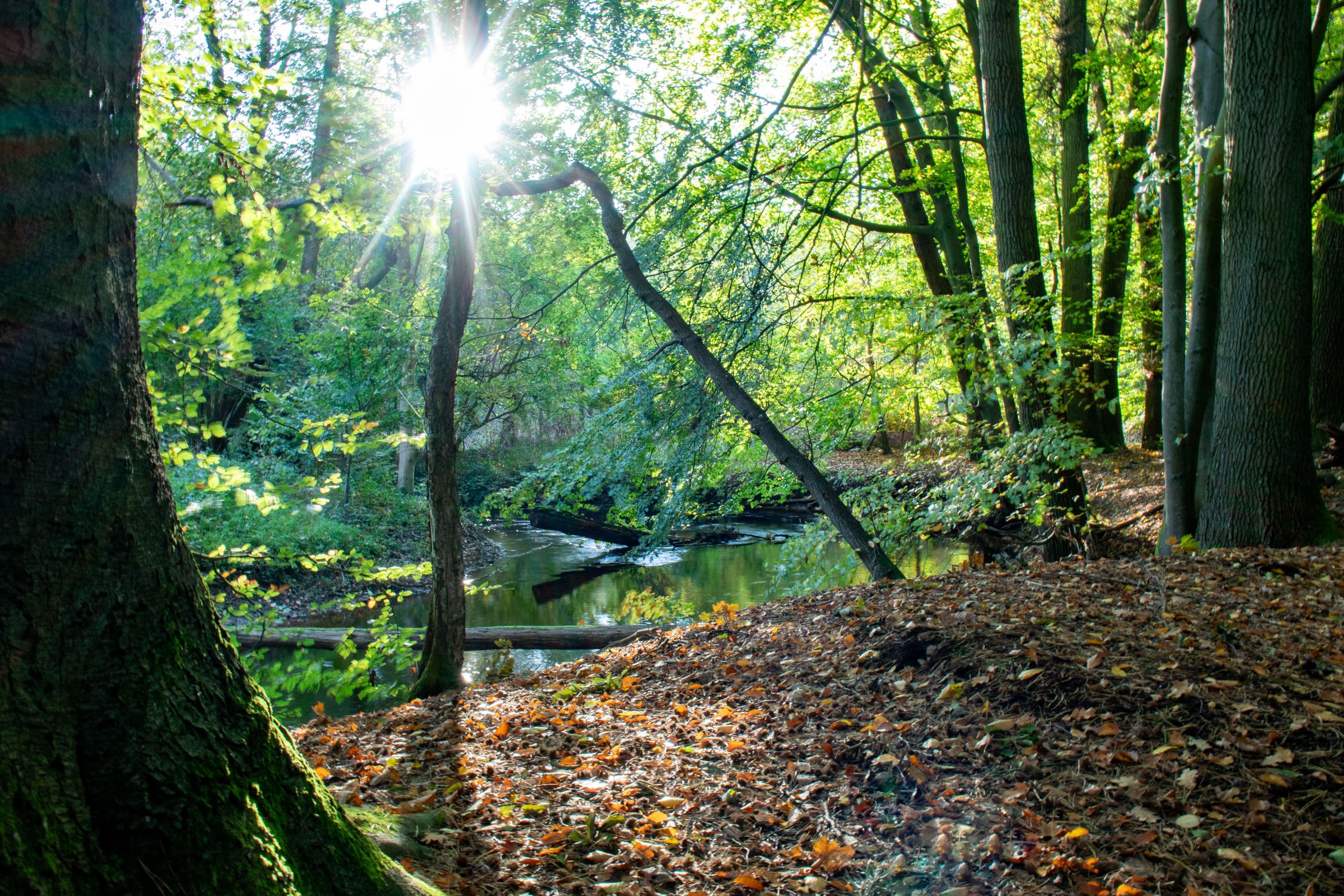 Auf Herbstwanderung auf dem Wanderweg W23 bei Jarnsen