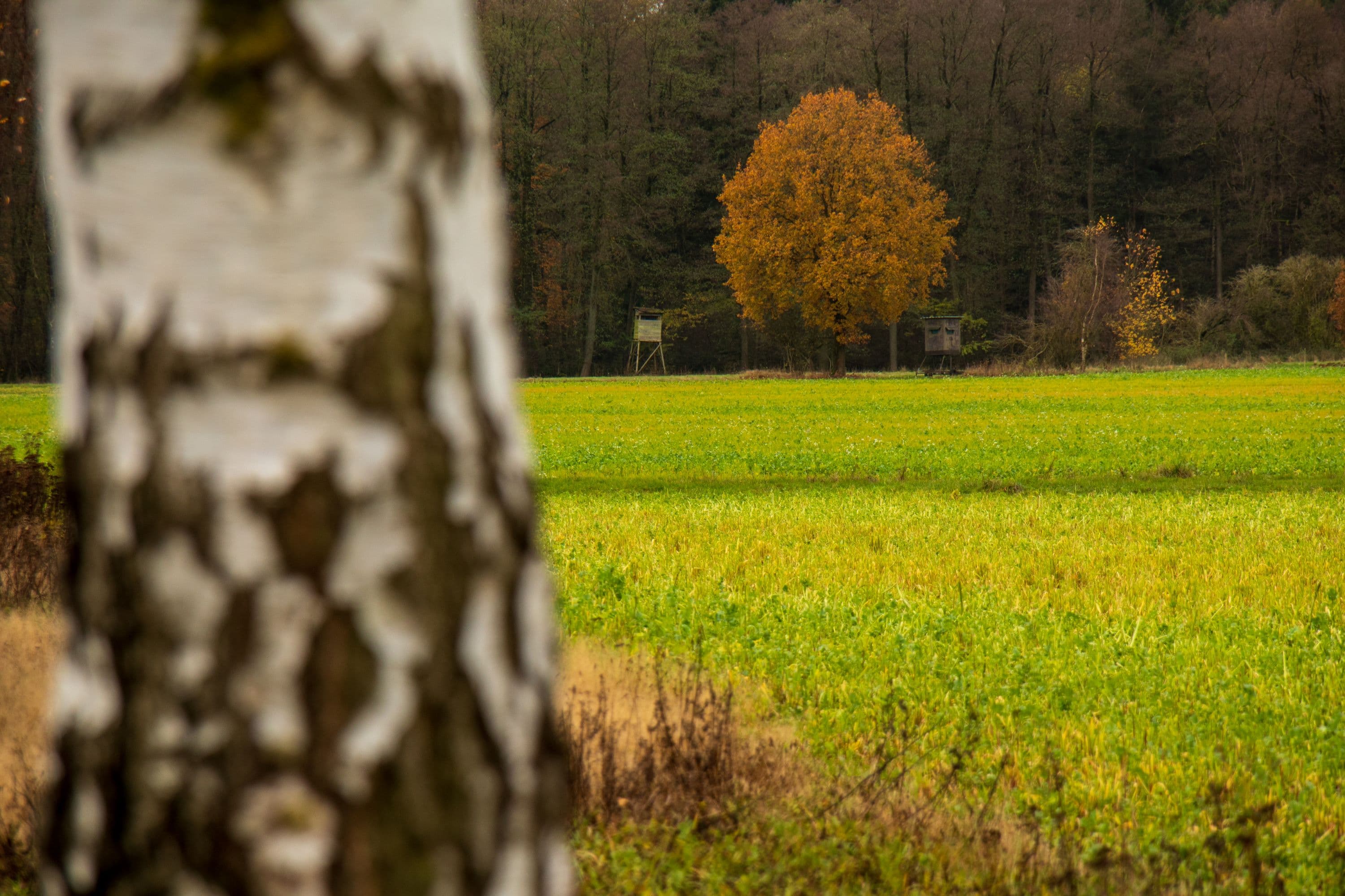 Im Herbst bei Schmarbeck auf dem Heidschnuckenweg