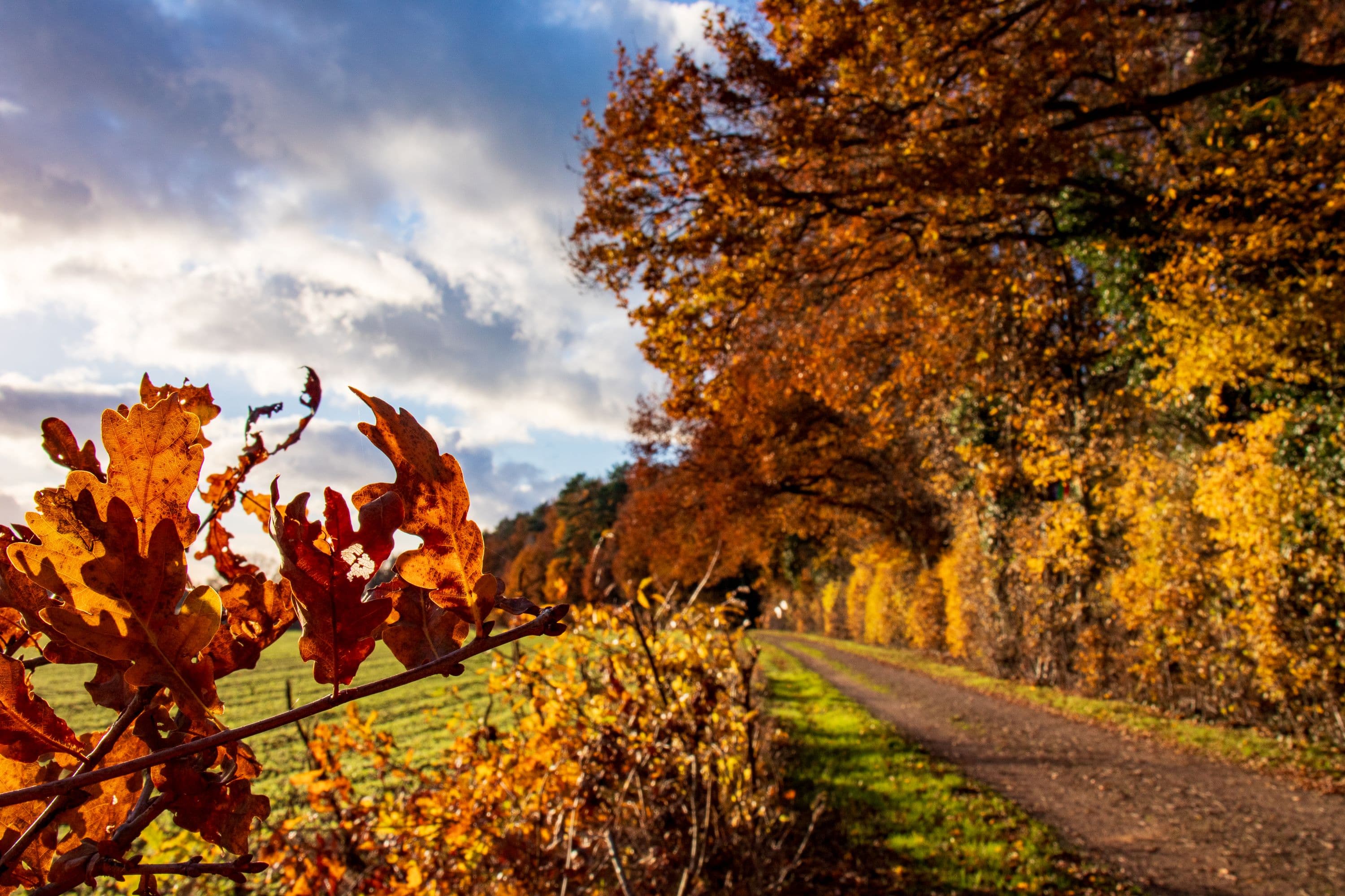 Herbststimmung entlang des Weges - Hornbosteler Hutweide