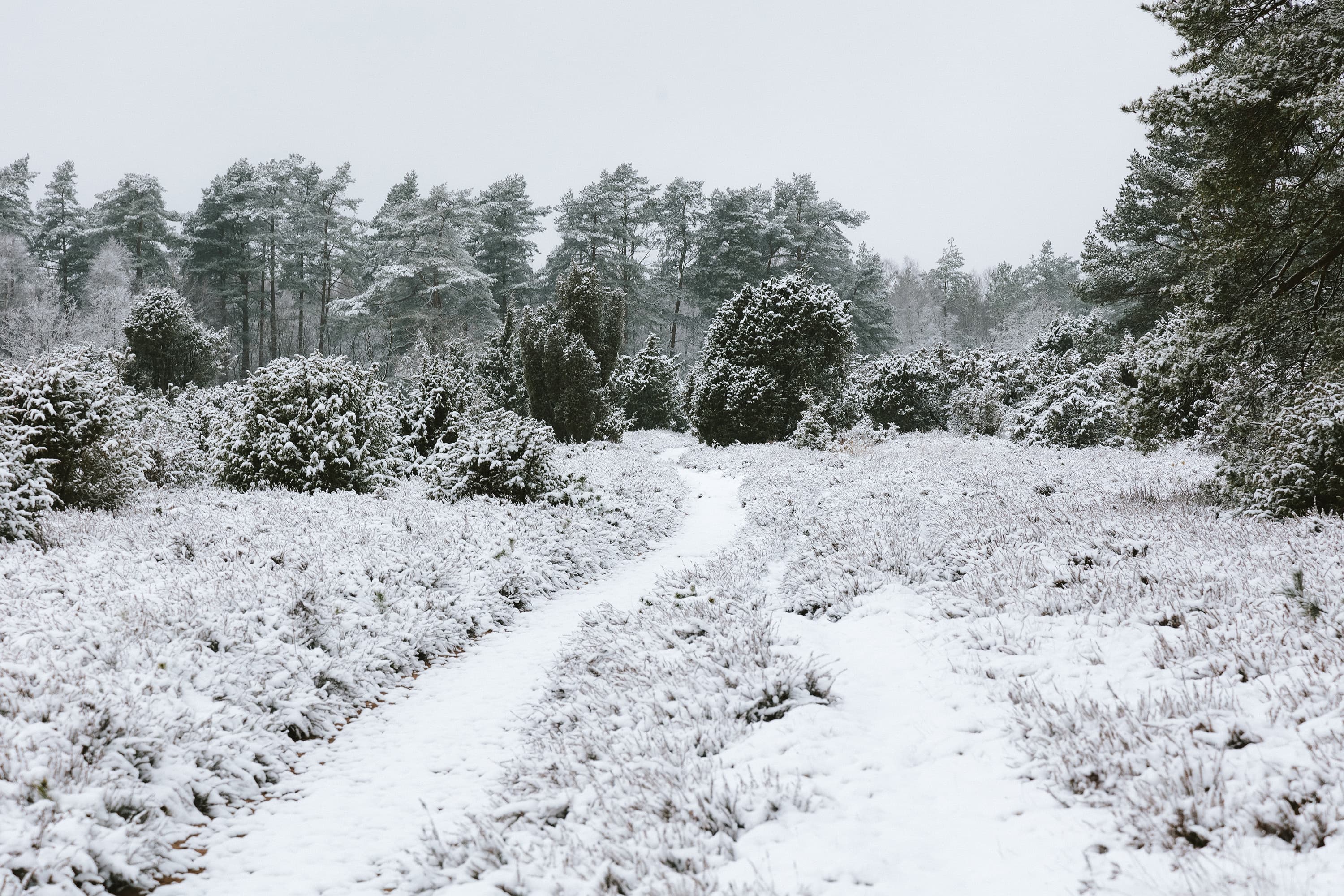 Verschneites Tiefental in der Lüneburger Heide im Winter