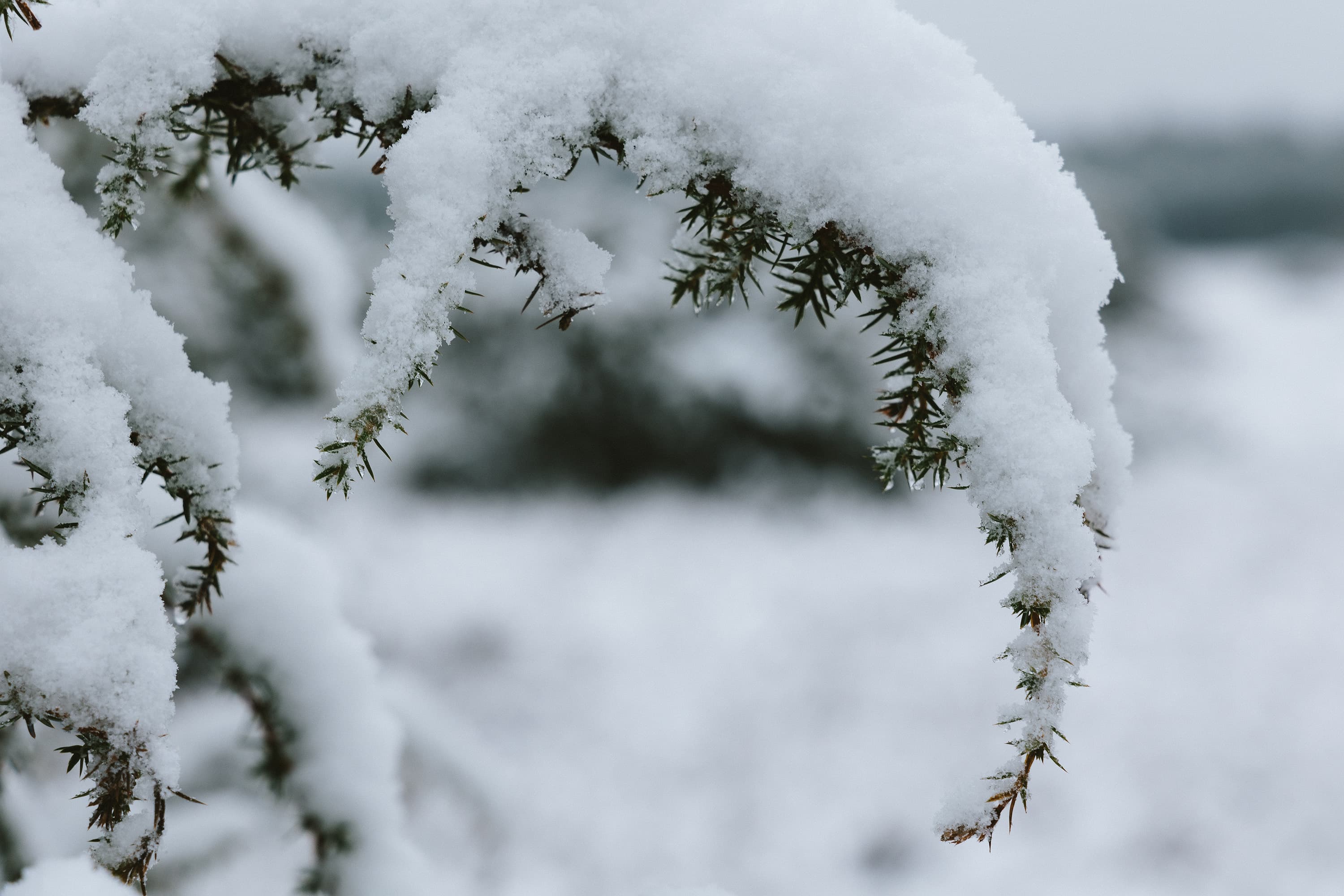 Schneebedeckter Wacholder im Tiefental in der Lüneburger Heide