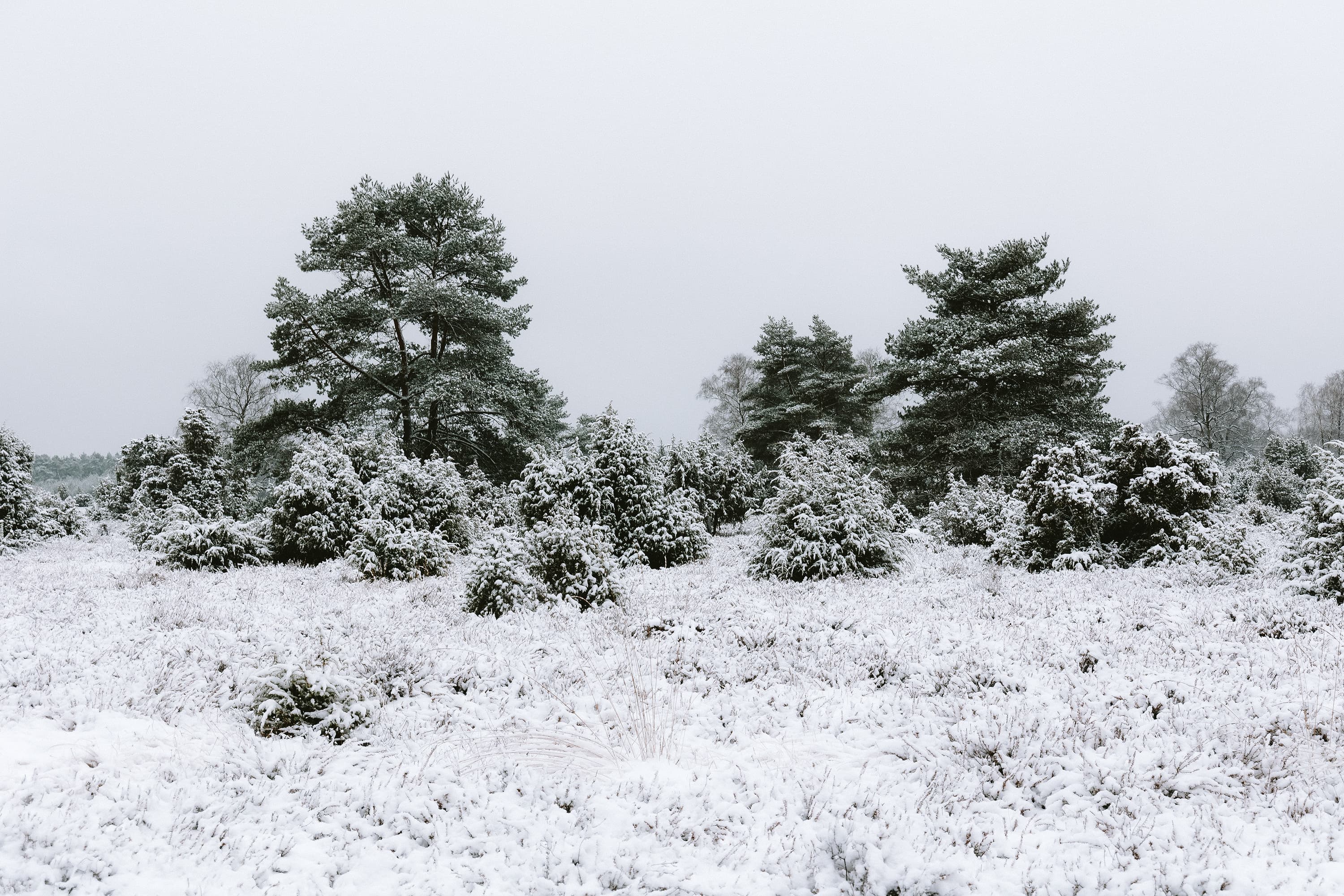 Das Tiefental im Winter in der Lüneburger Heide