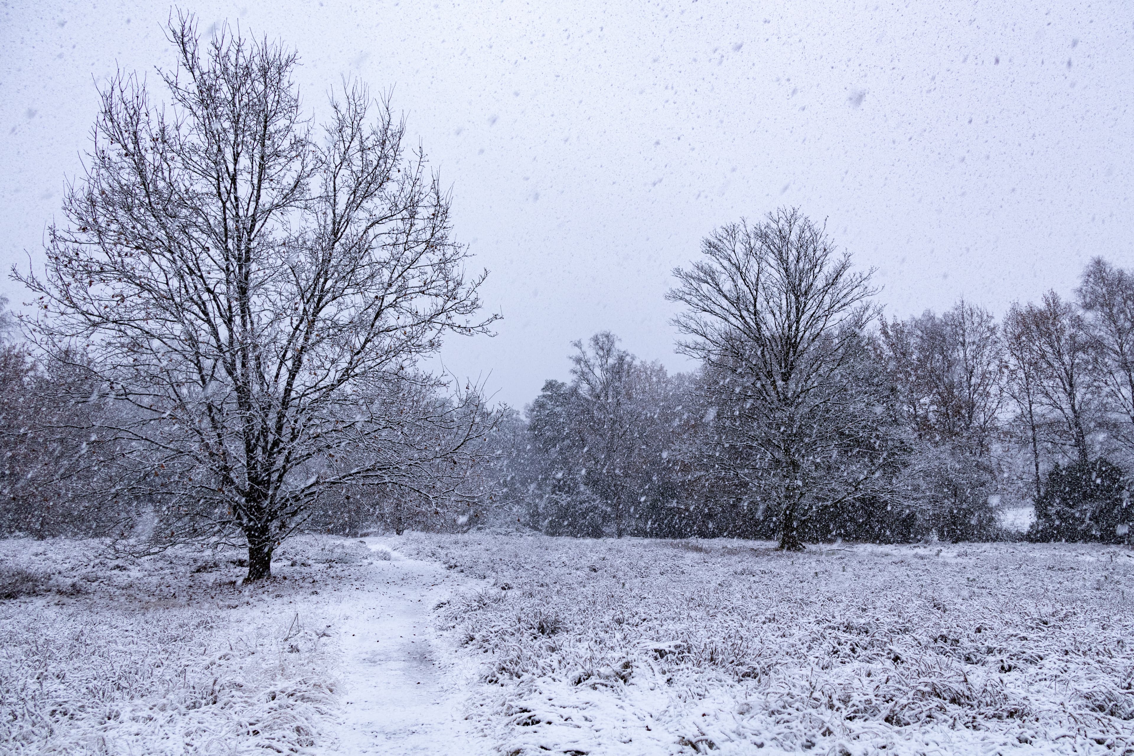 Der erste Schnee in der Tietlinger Heide in der Lüneburger Heide