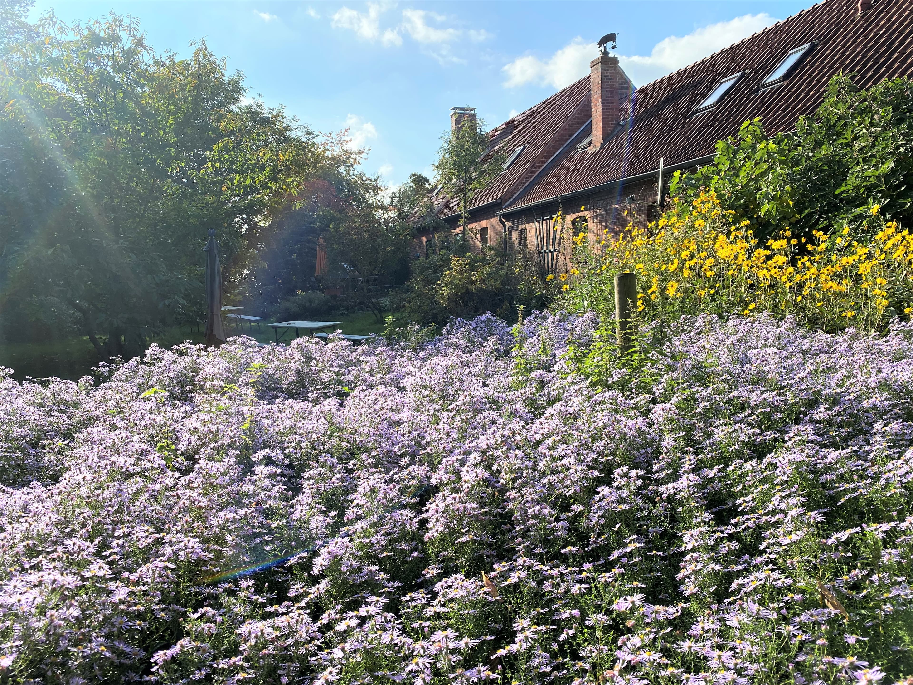 Blick in den Garten mit blühender Wildaster