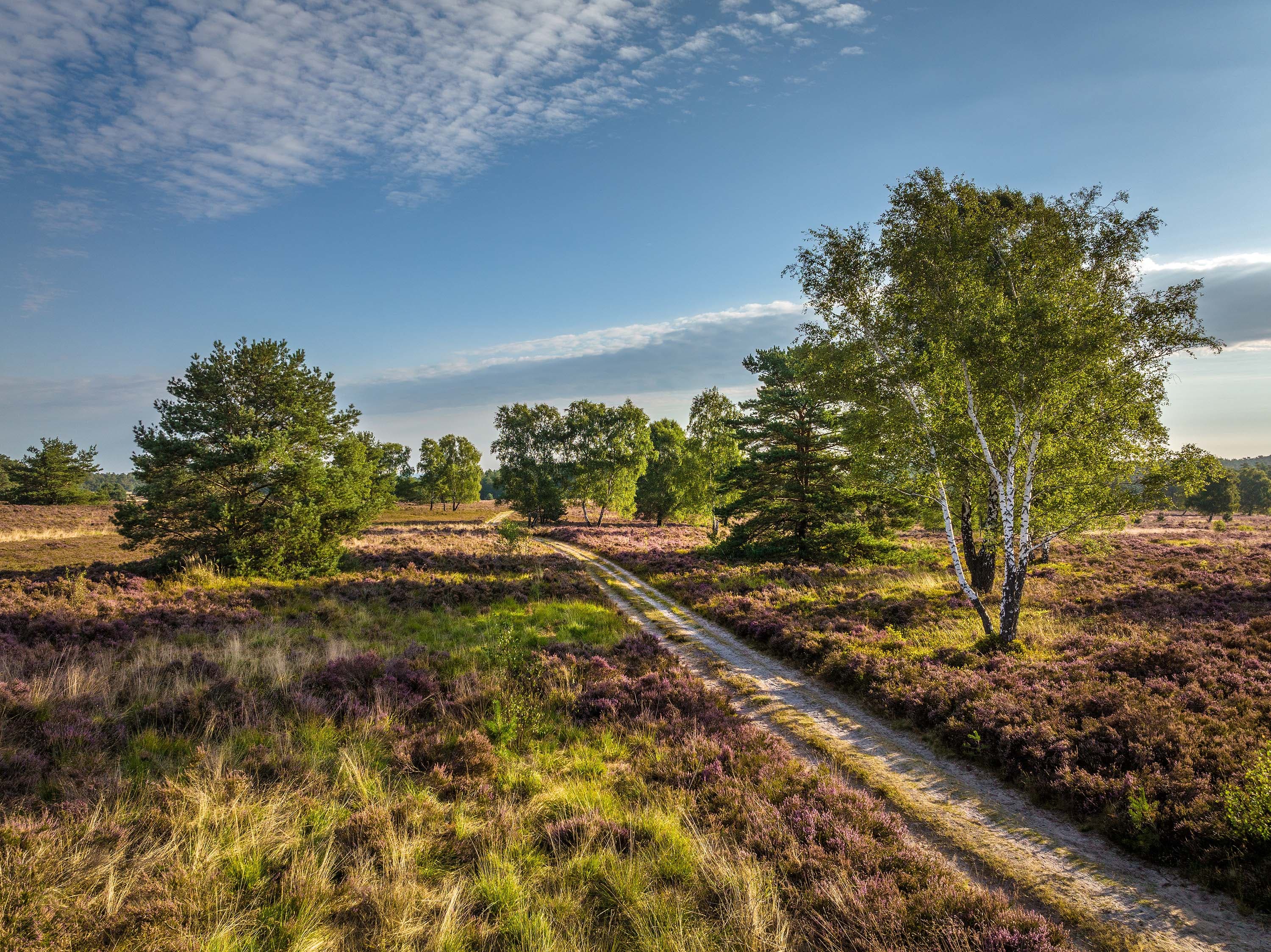 Wanderweg durch die blühende Töps Heide, umgeben von grünen Birken und weiter Sicht auf das Umland