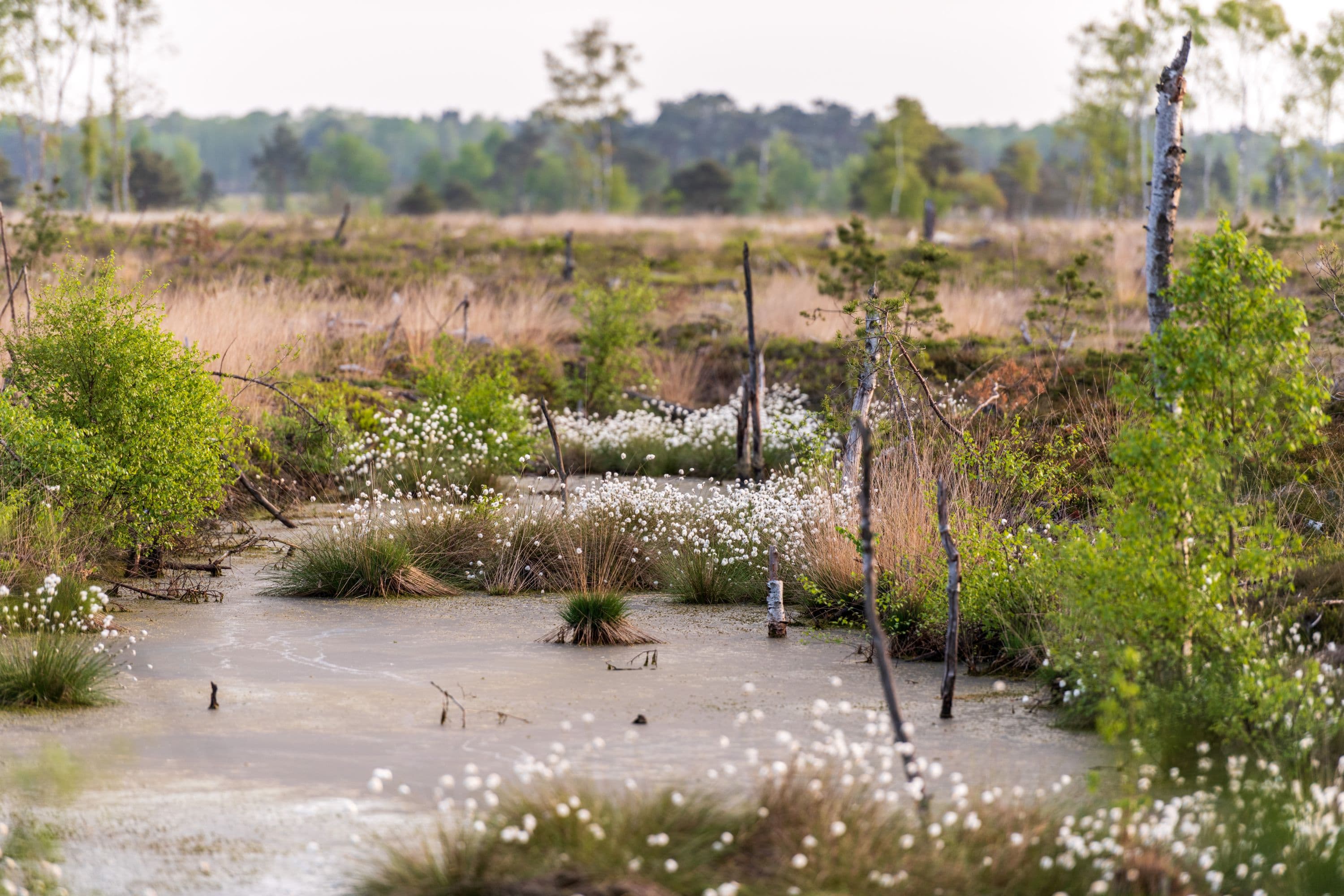 Blick Richtung Norden aus dem Pietzmoor Schneverdingen Lüneburger Heide zur Wollgrasblüte