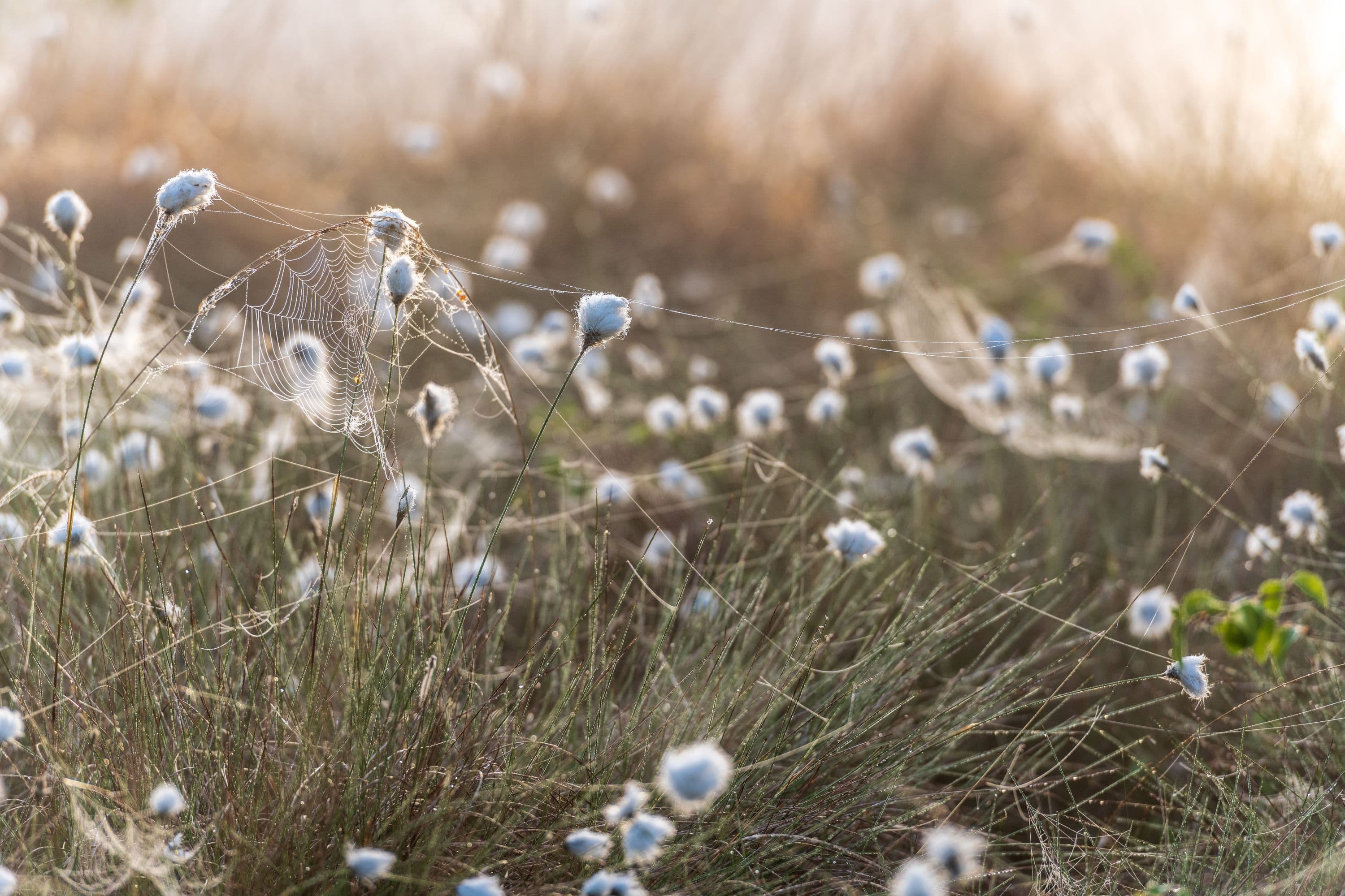Spinnennetz im Wollgras am Morgen im Pietzmoor Schneverdingen in der Lüneburger Heide
