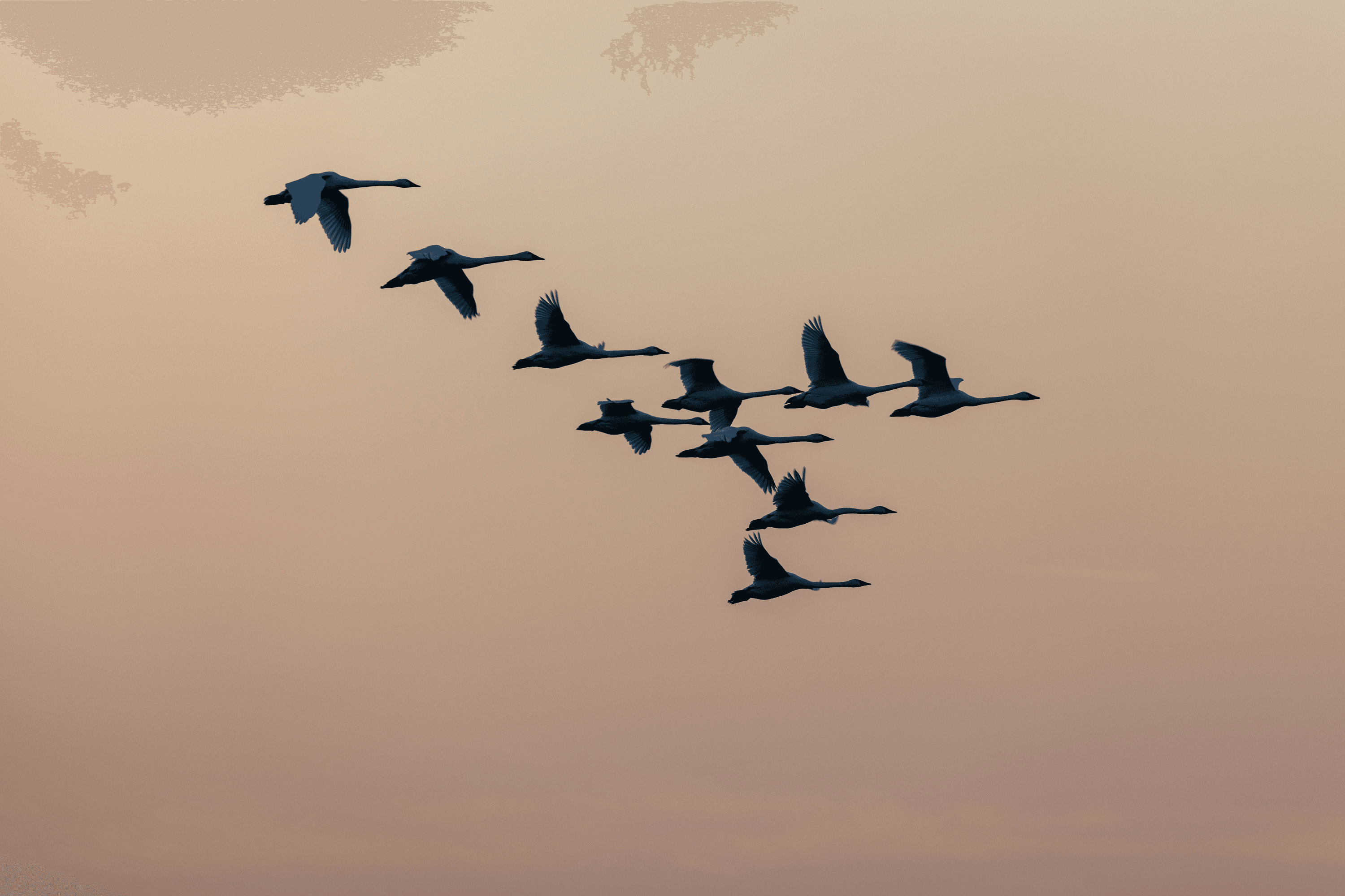 die meissendorfer teiche sind ein wichtiges revier für den vogelzug