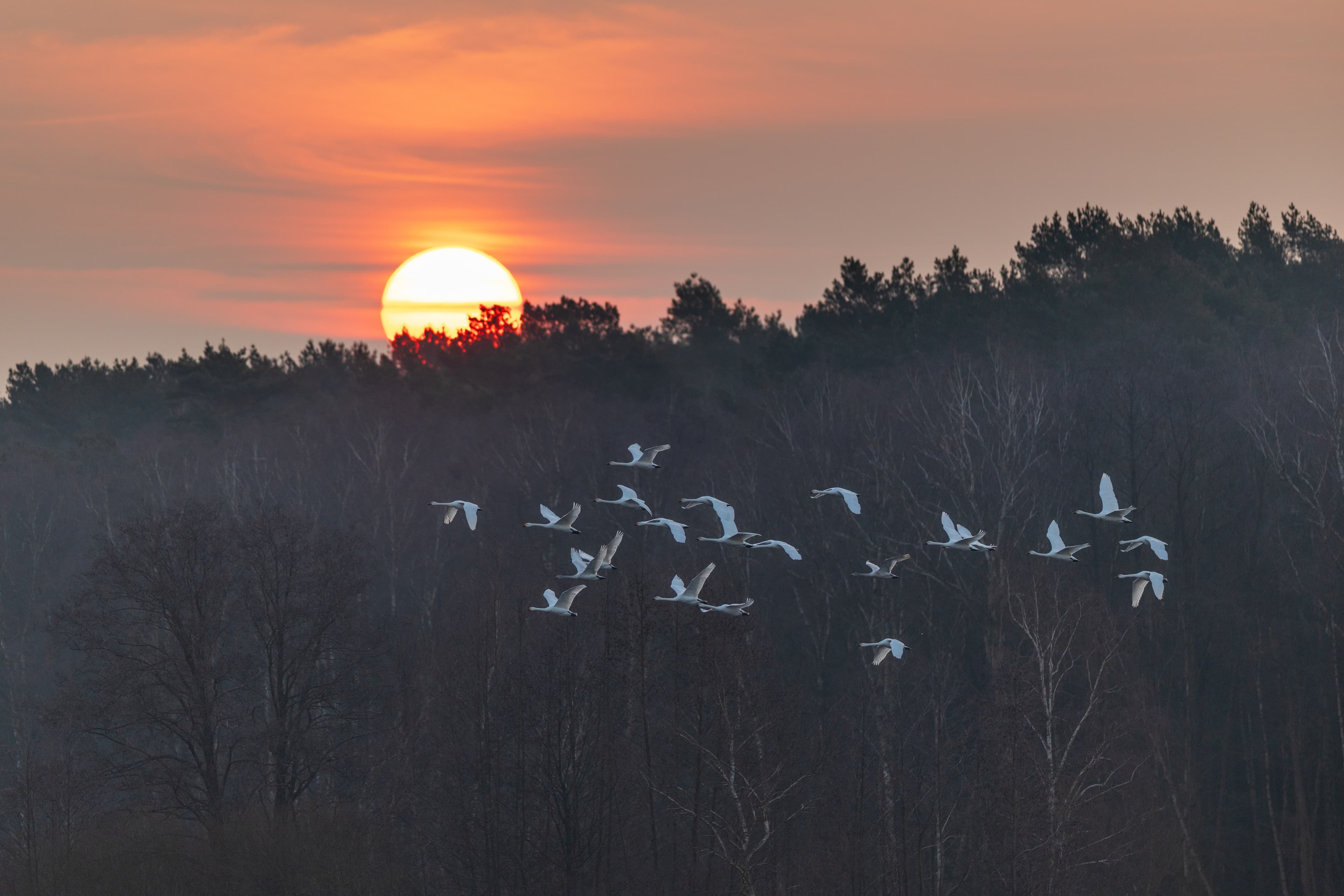 Zum Vogelzug ist an den meissendorfer teichen viel los