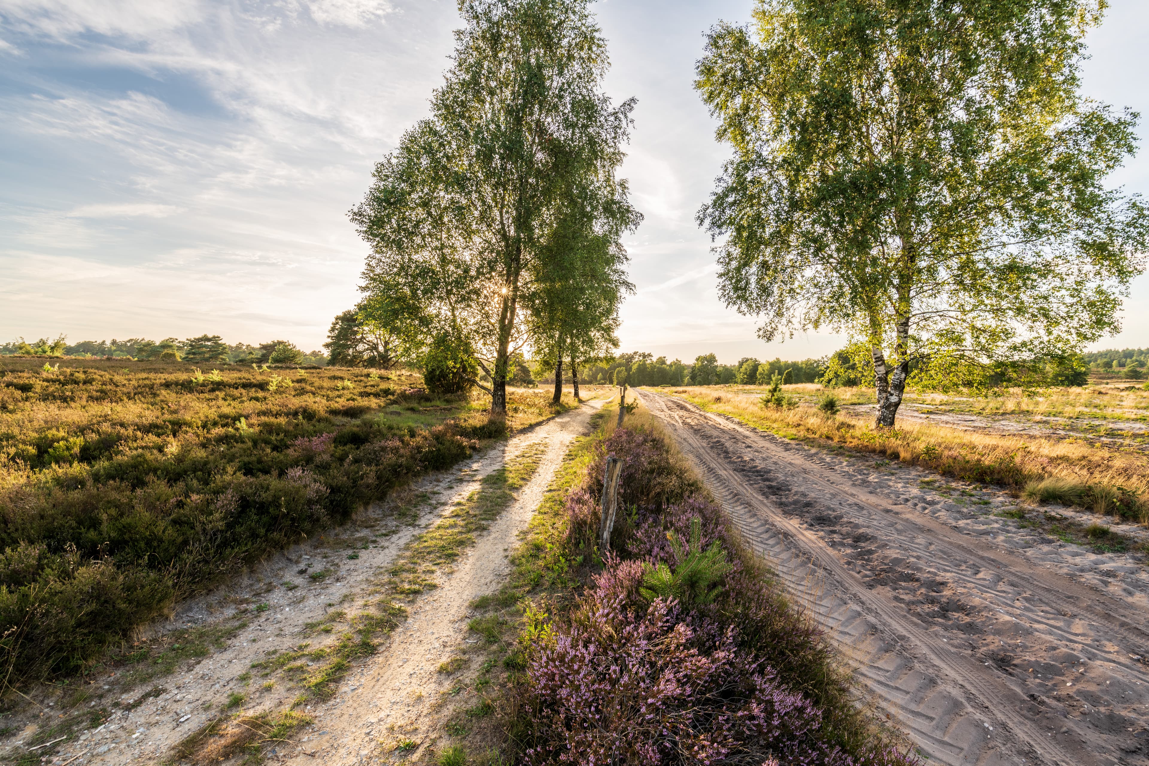 wandern auf der heideschleife radenbachtal ab undeloh durch die lüneburger heide