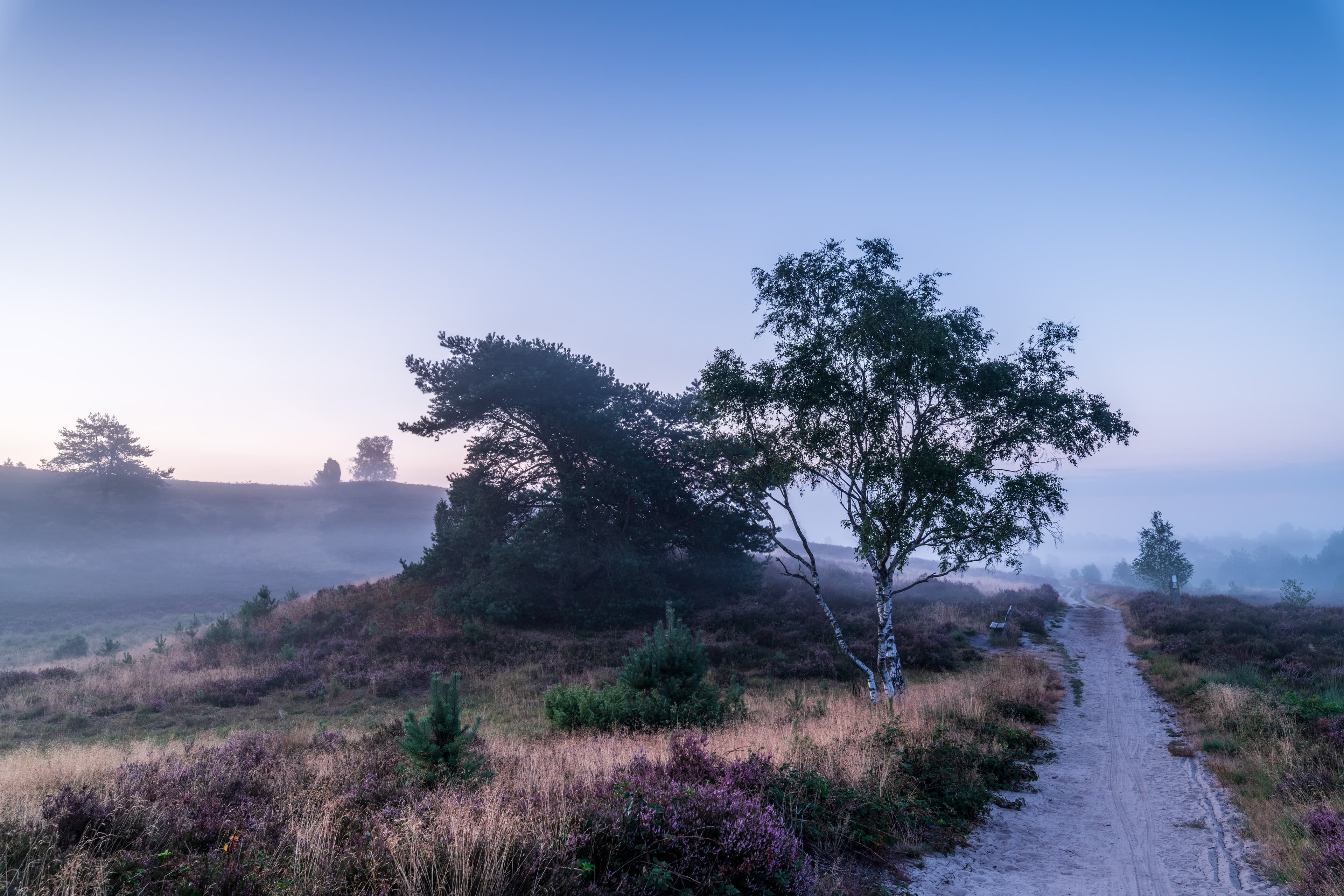 Wanderung im Radenbachtal morgens früh ab Undeloh
