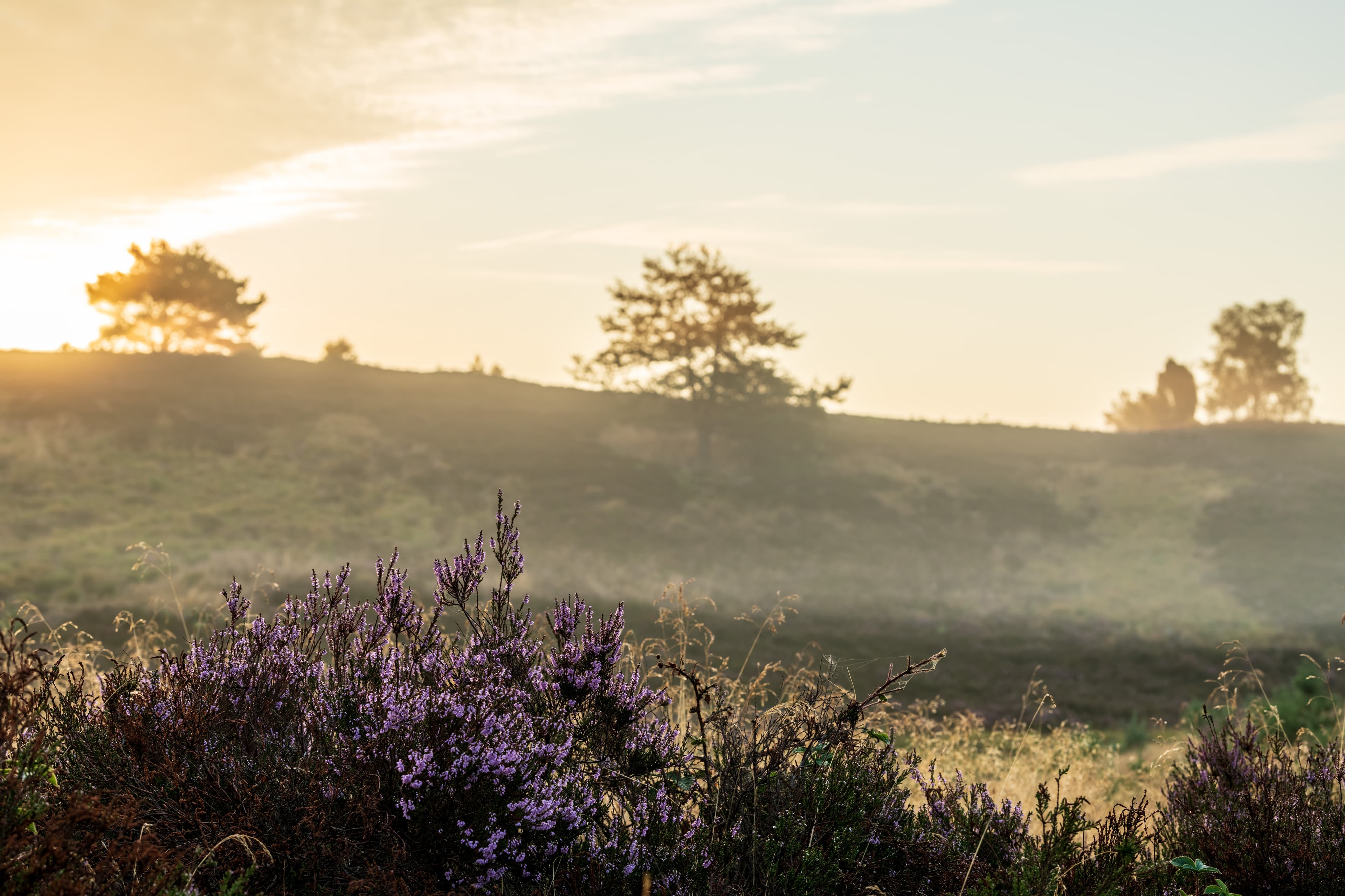 Wandern durch das Radenbachtal bei Sonnenaufgang