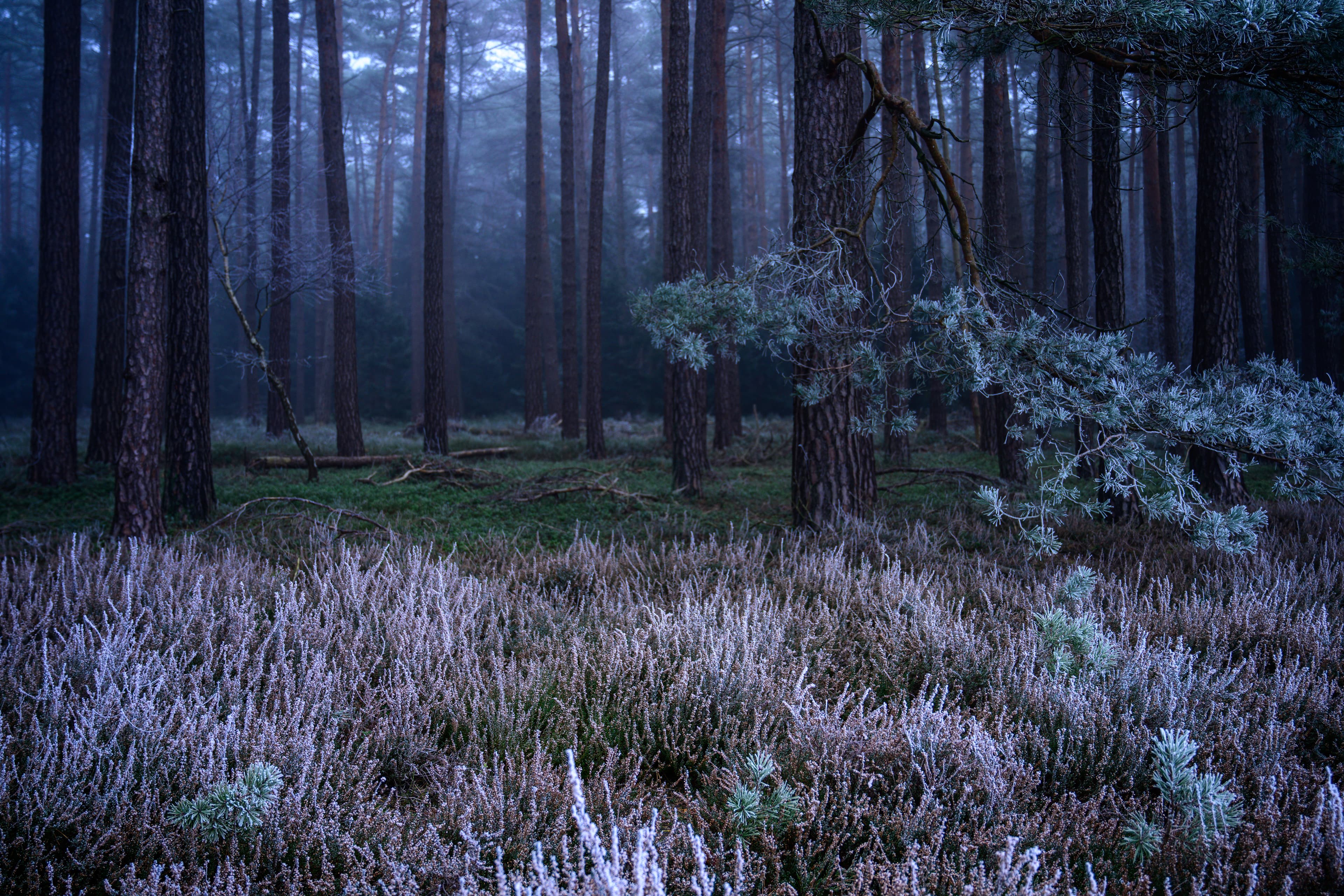 Hermannsburg Misselhorner Heide Winter