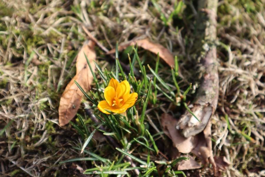 Frühblüher Krokusse in der Südheide