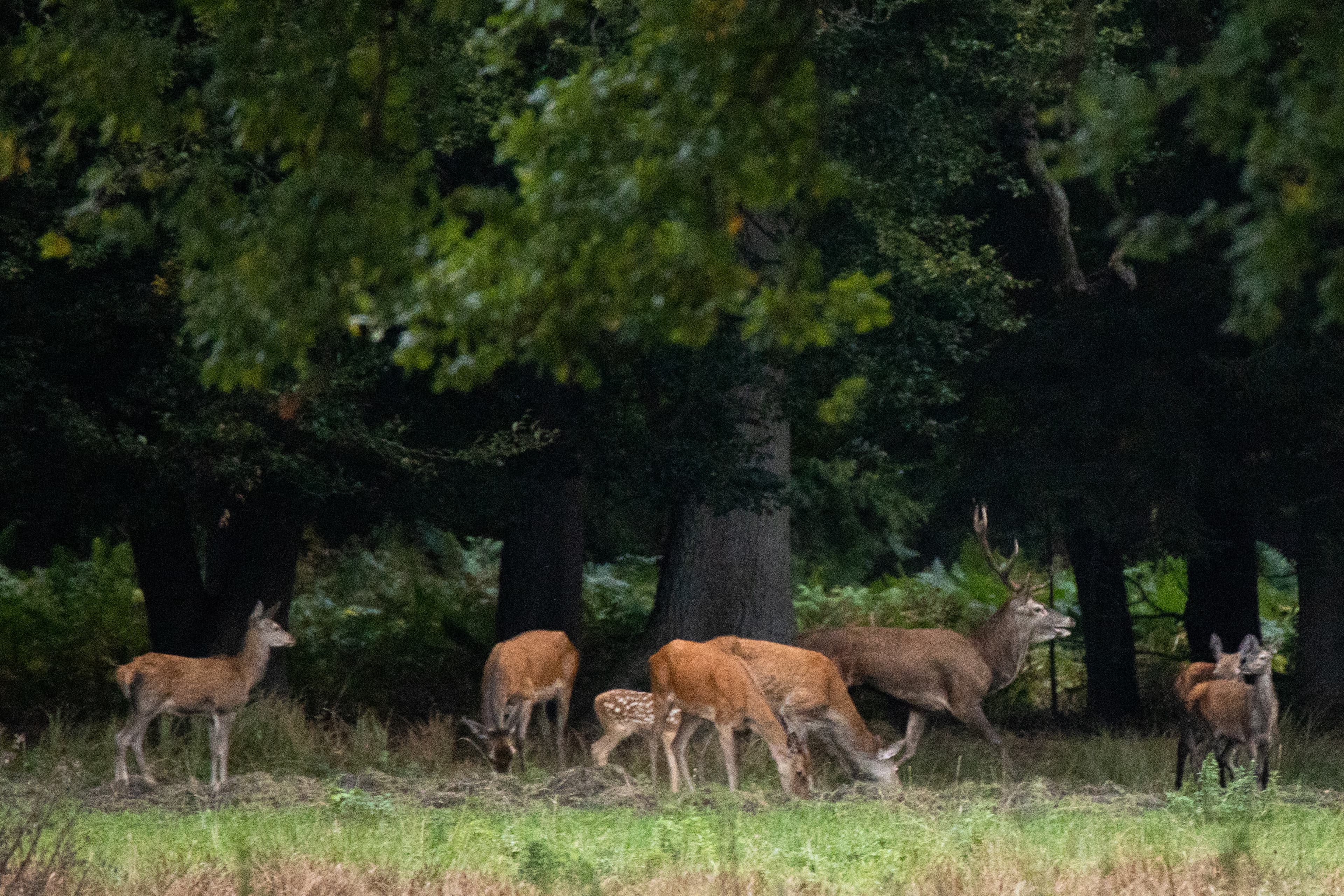 Die Hirschbrunft des Rotwilds am Wald