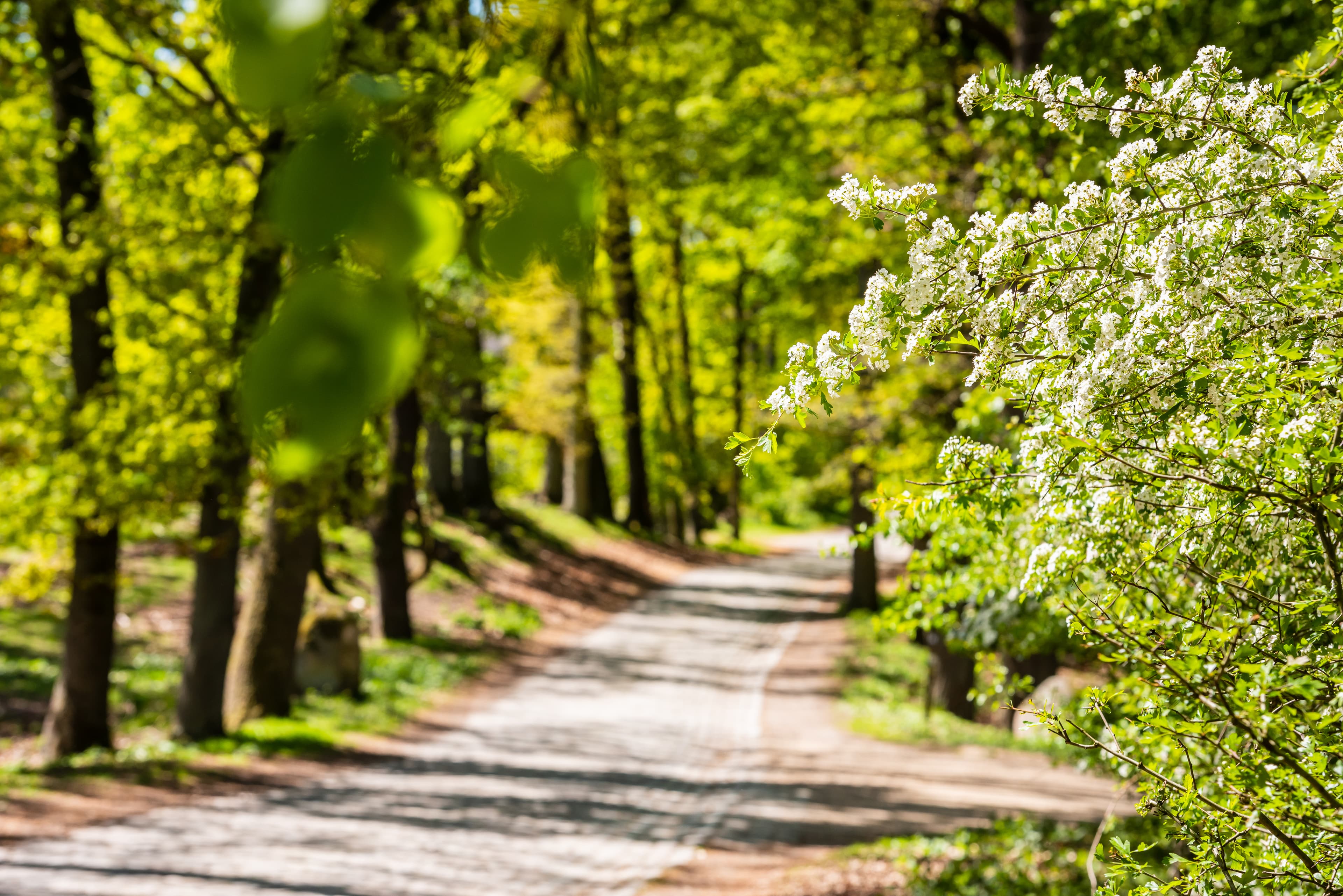 Heidschnuckenweg im Frühling