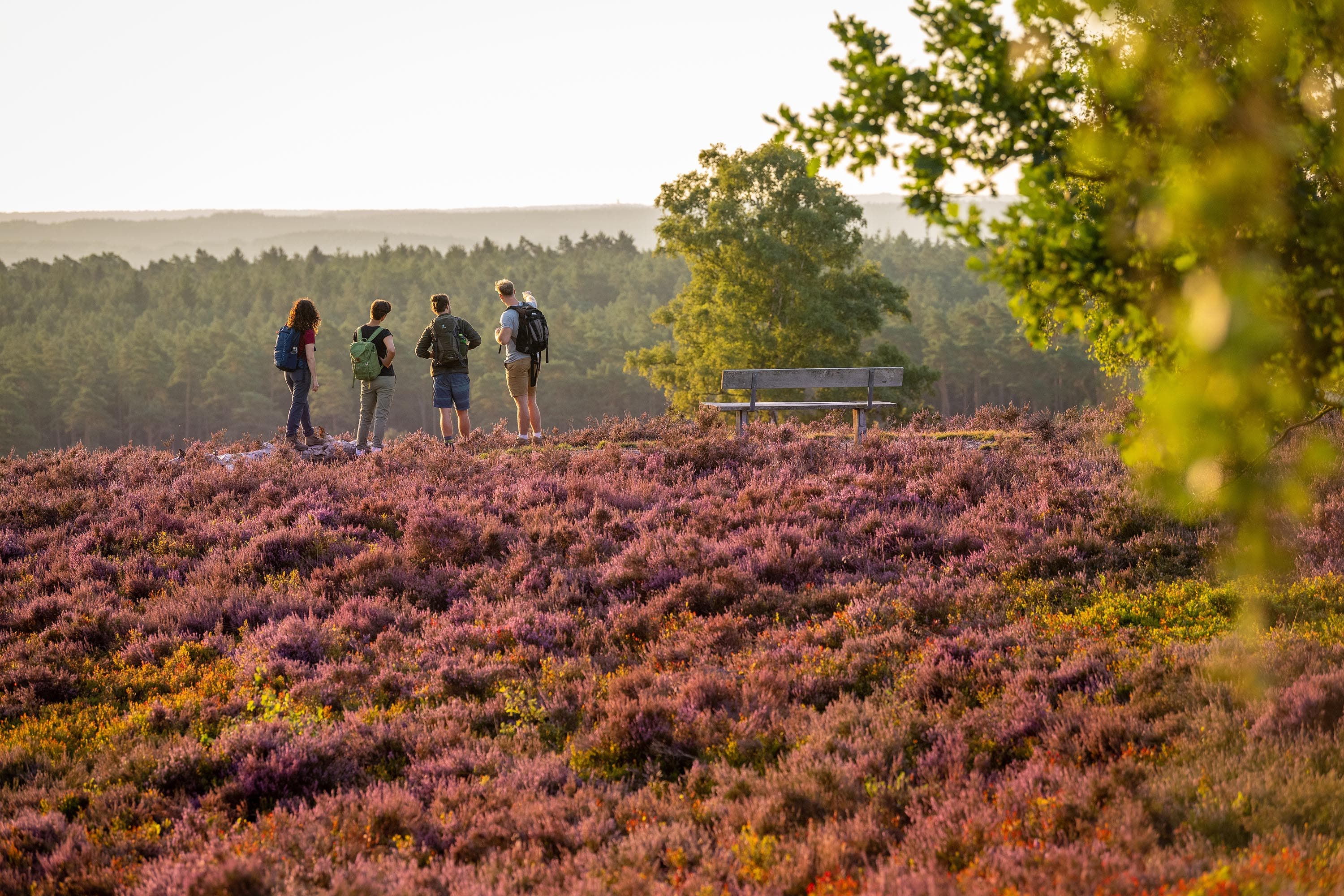 Eine wandergruppe guckt auf einen wald