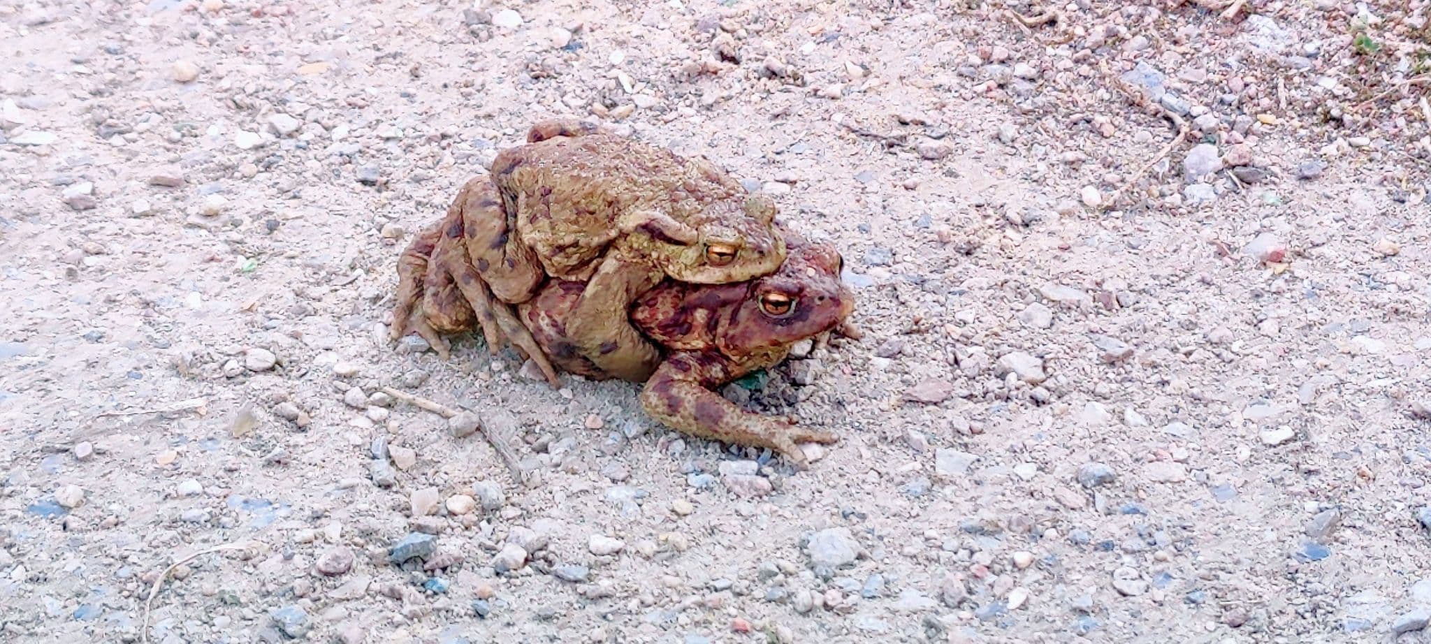 Erdkröten auf Frühlingswanderung zwischen Wichmannsburg und Bienenbüttel