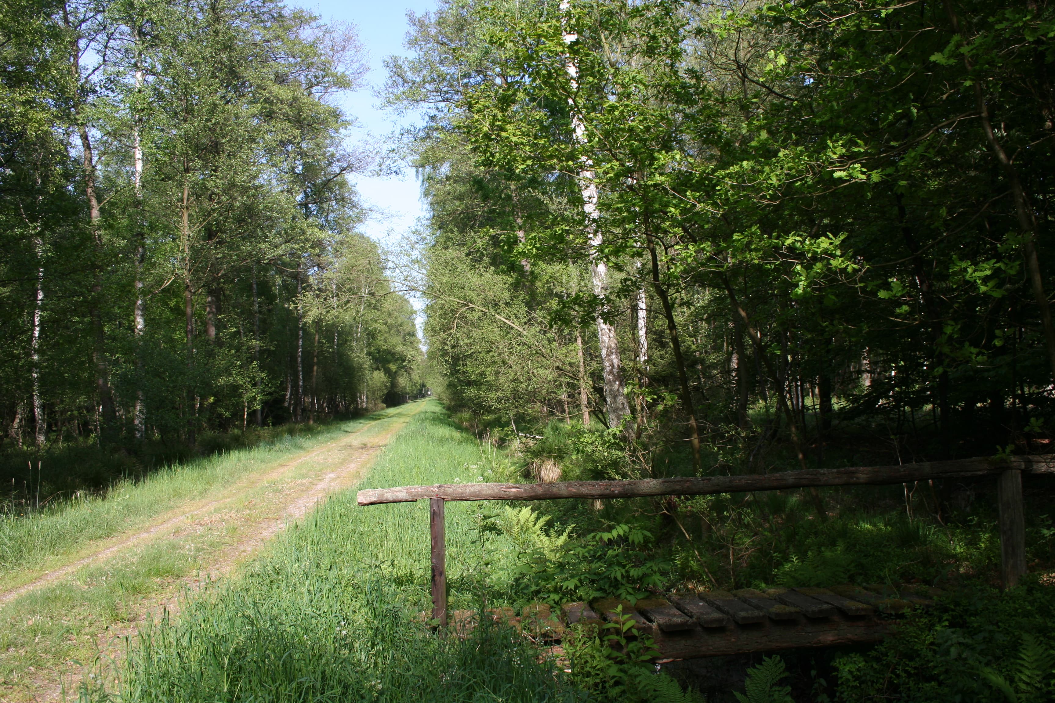 Im Kleinen Moor