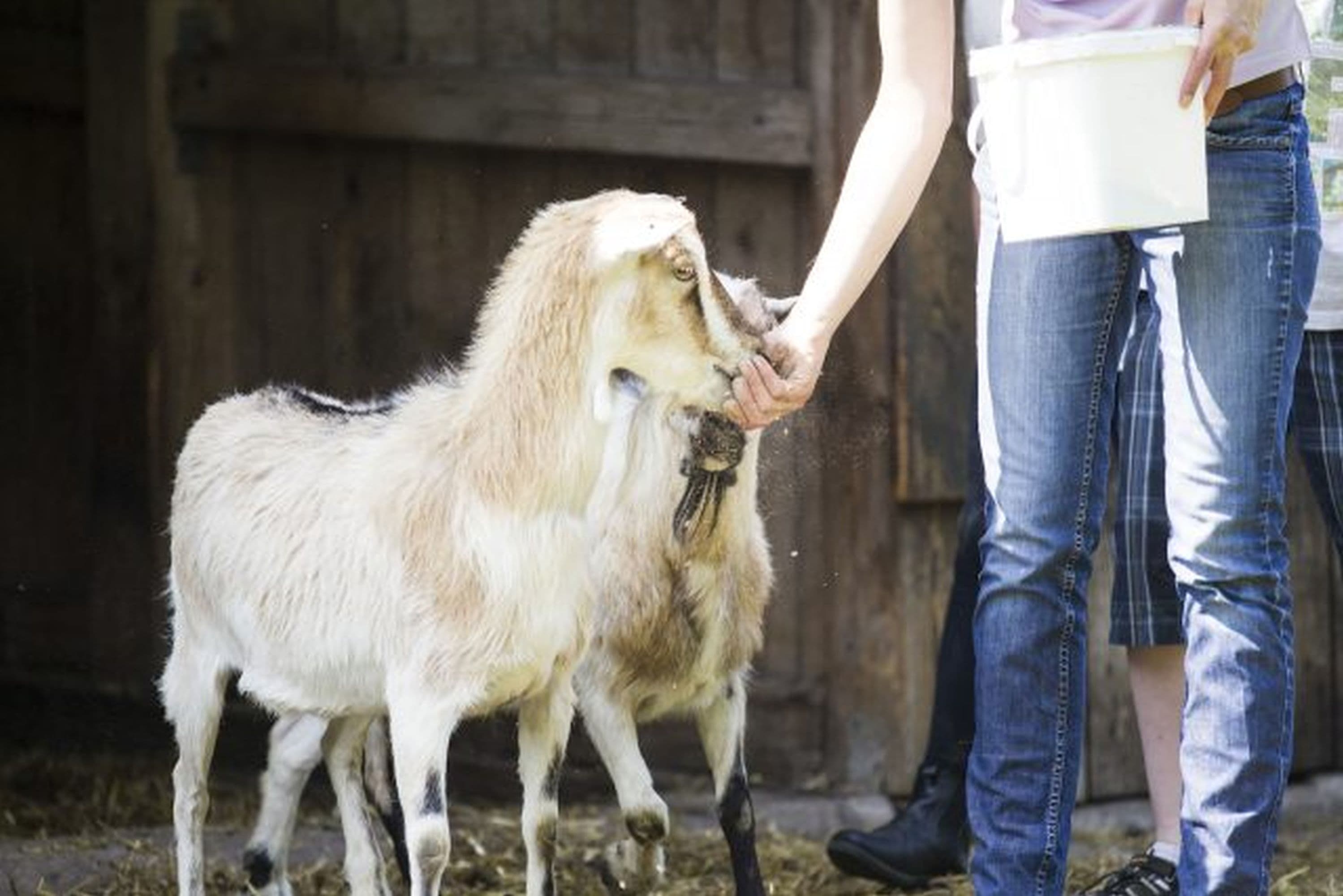 Tiere füttern und streicheln auf dem Ferienhof Stegen in Wietzendorf