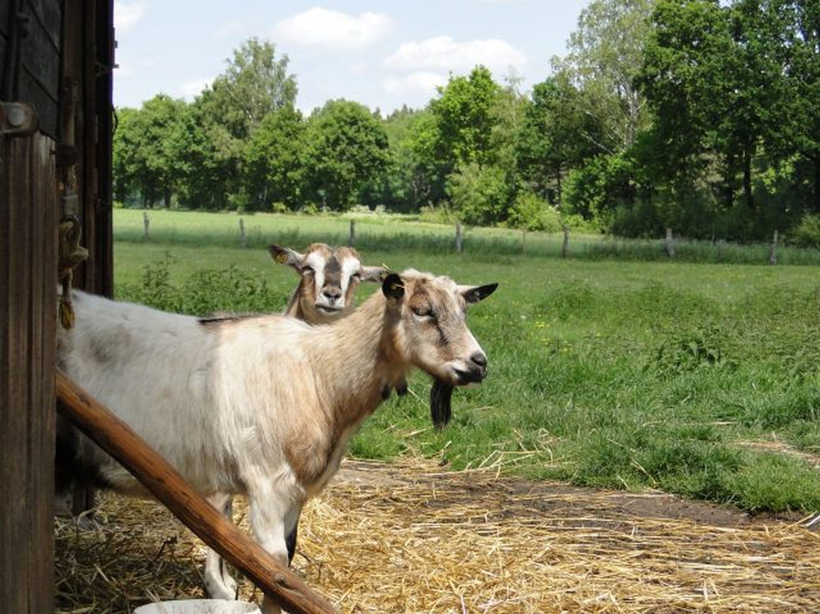 Ziegen auf dem Bauernhof Stegen in Wietzendorf