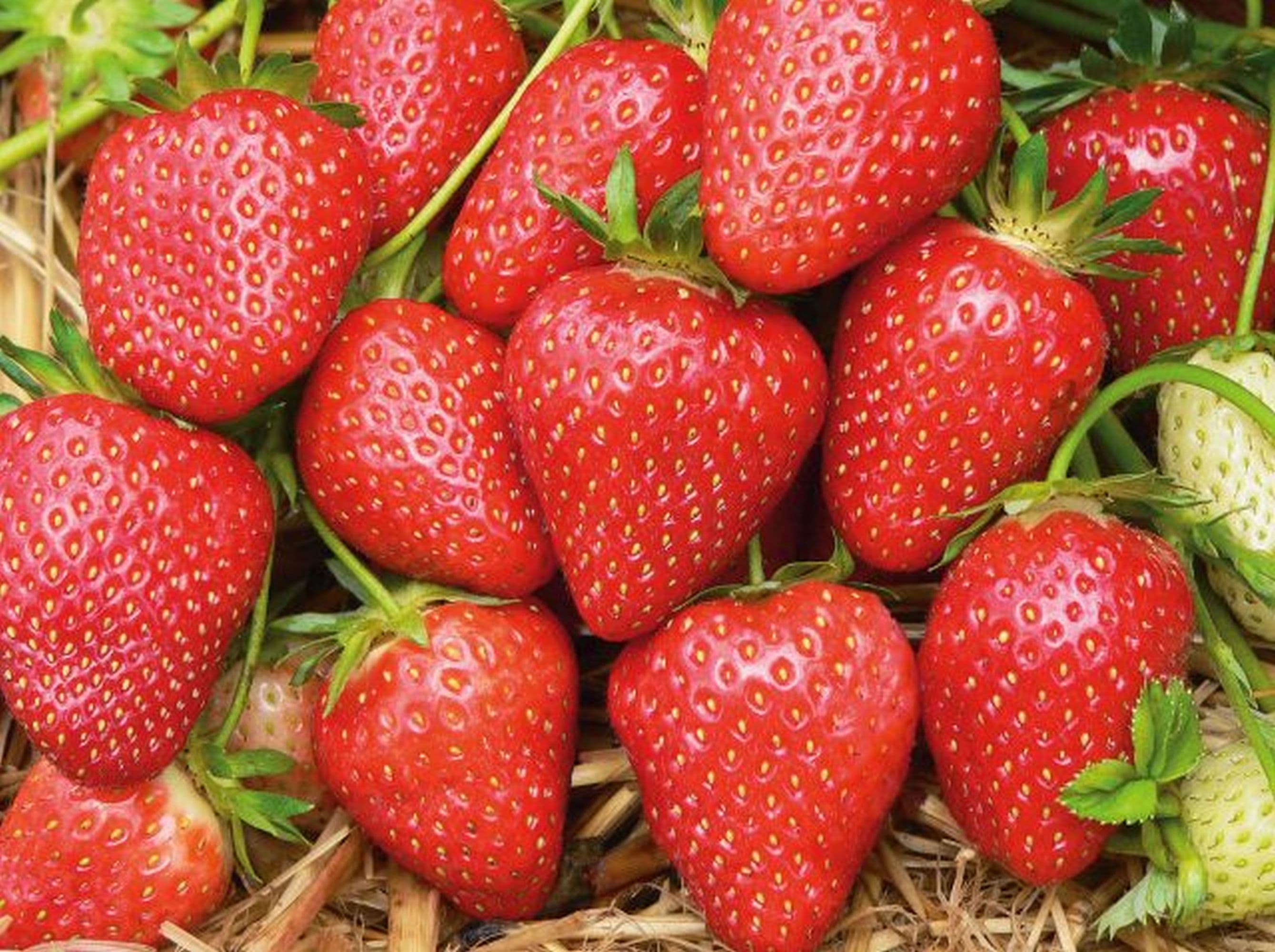 Leckere Erdbeeren pflücken auf dem Ferienhof Stegen in Wietzendorf