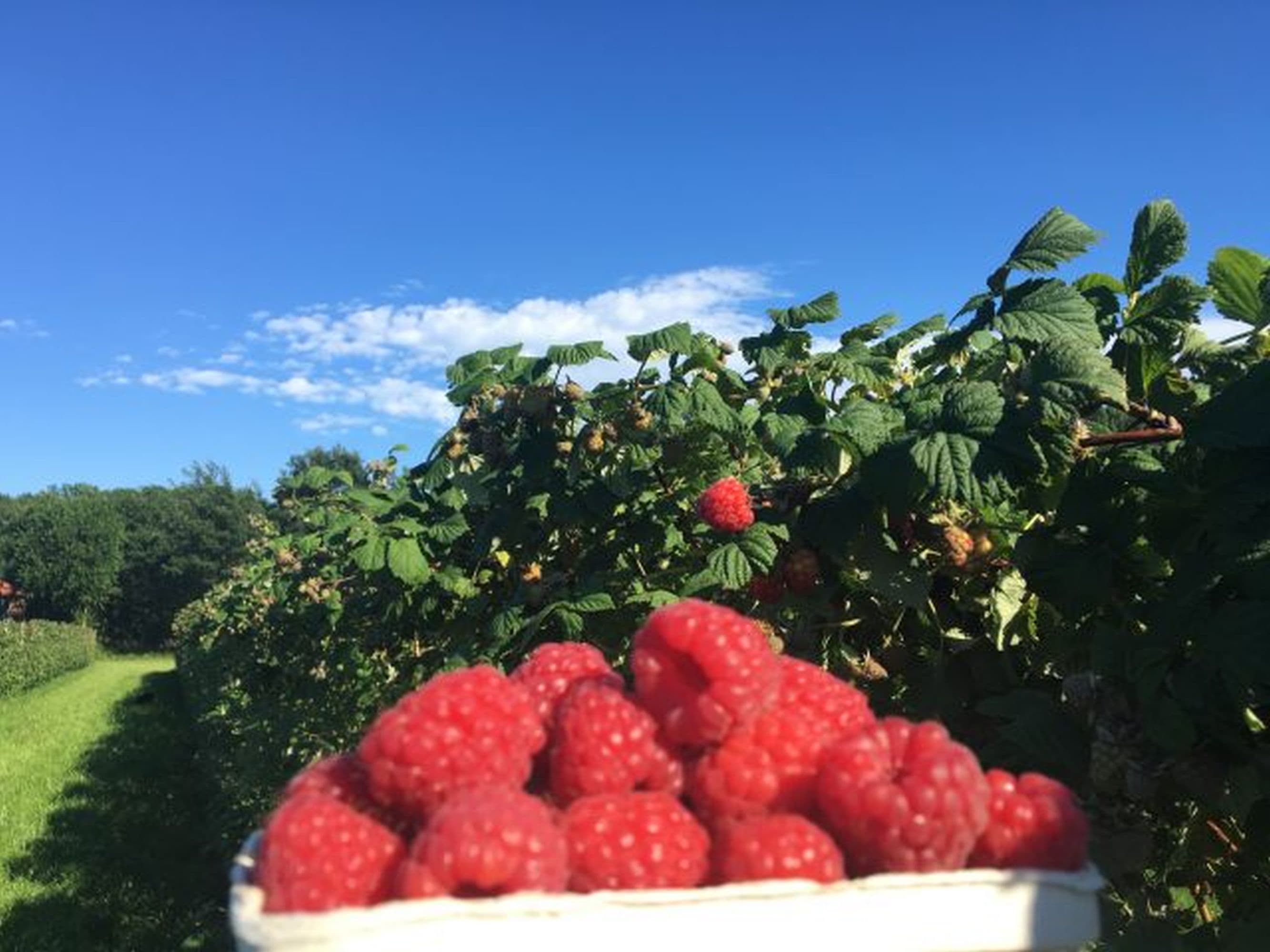 Himbeeren selber pflücken auf dem Ferienhof Stegen in Wietzendorf