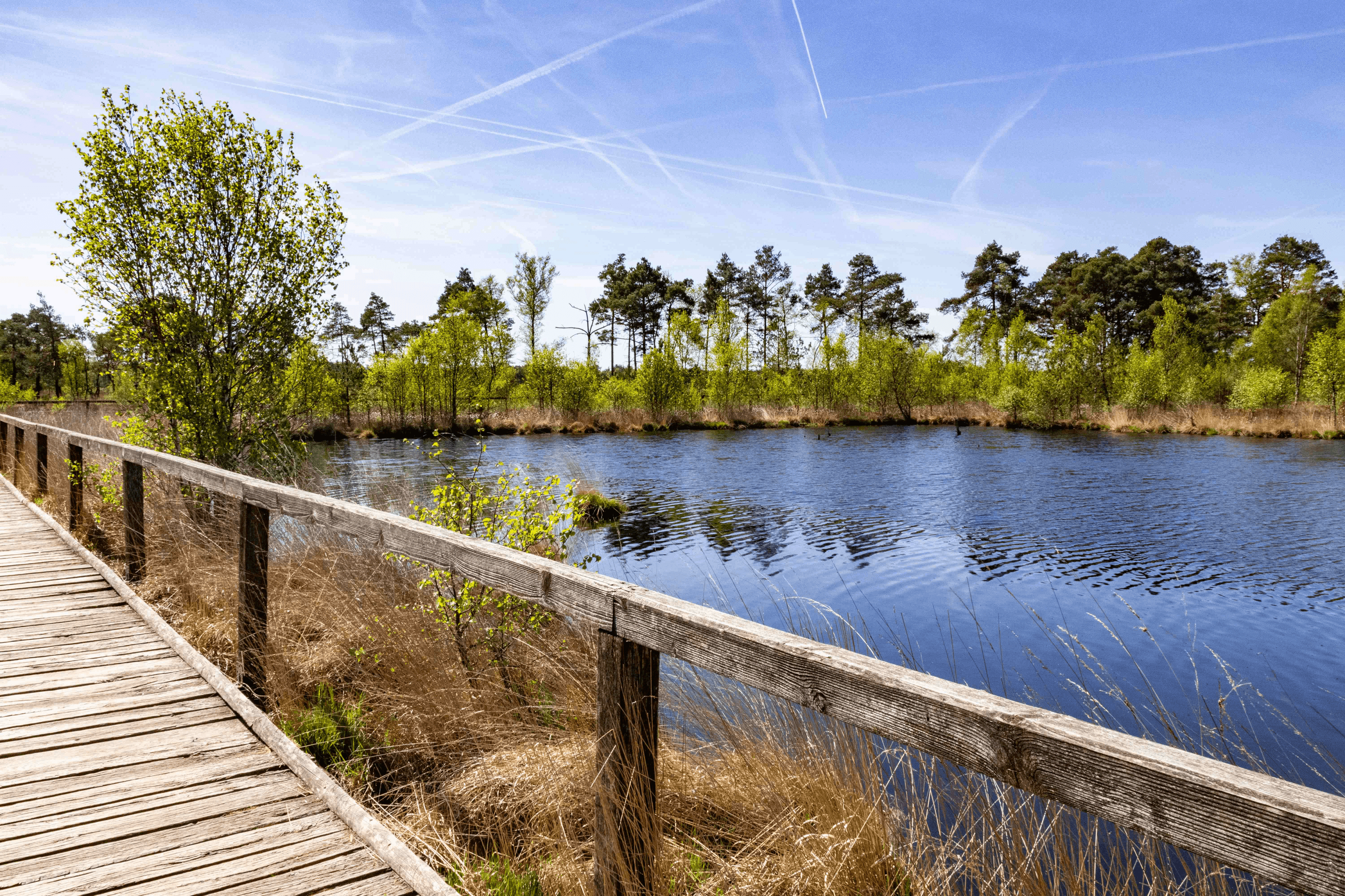 Blick auf Wasser im Pietzmoor bei Schneverdingen