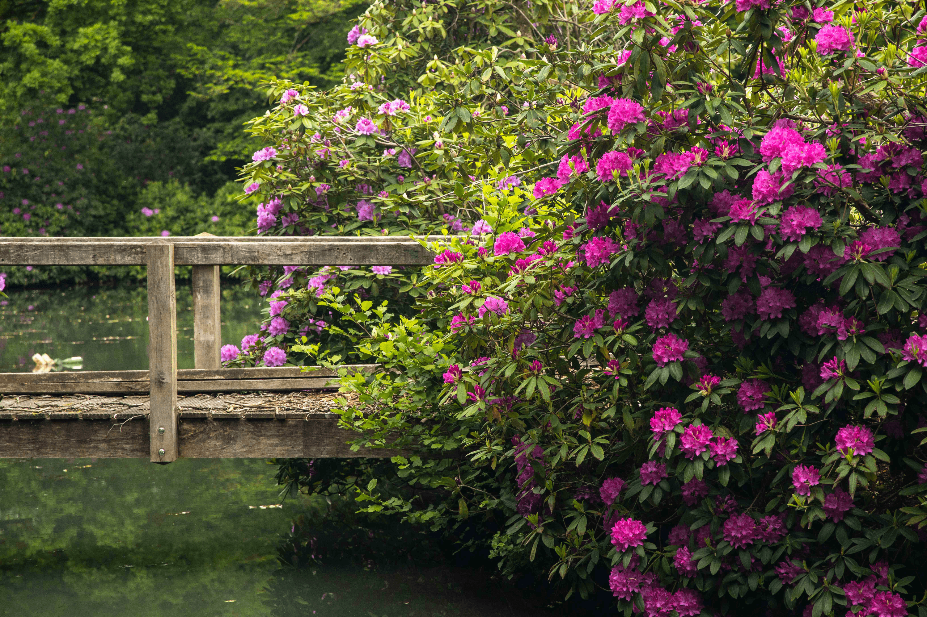 Rhododendron an einer Brücke im Breidings Garten in Soltau