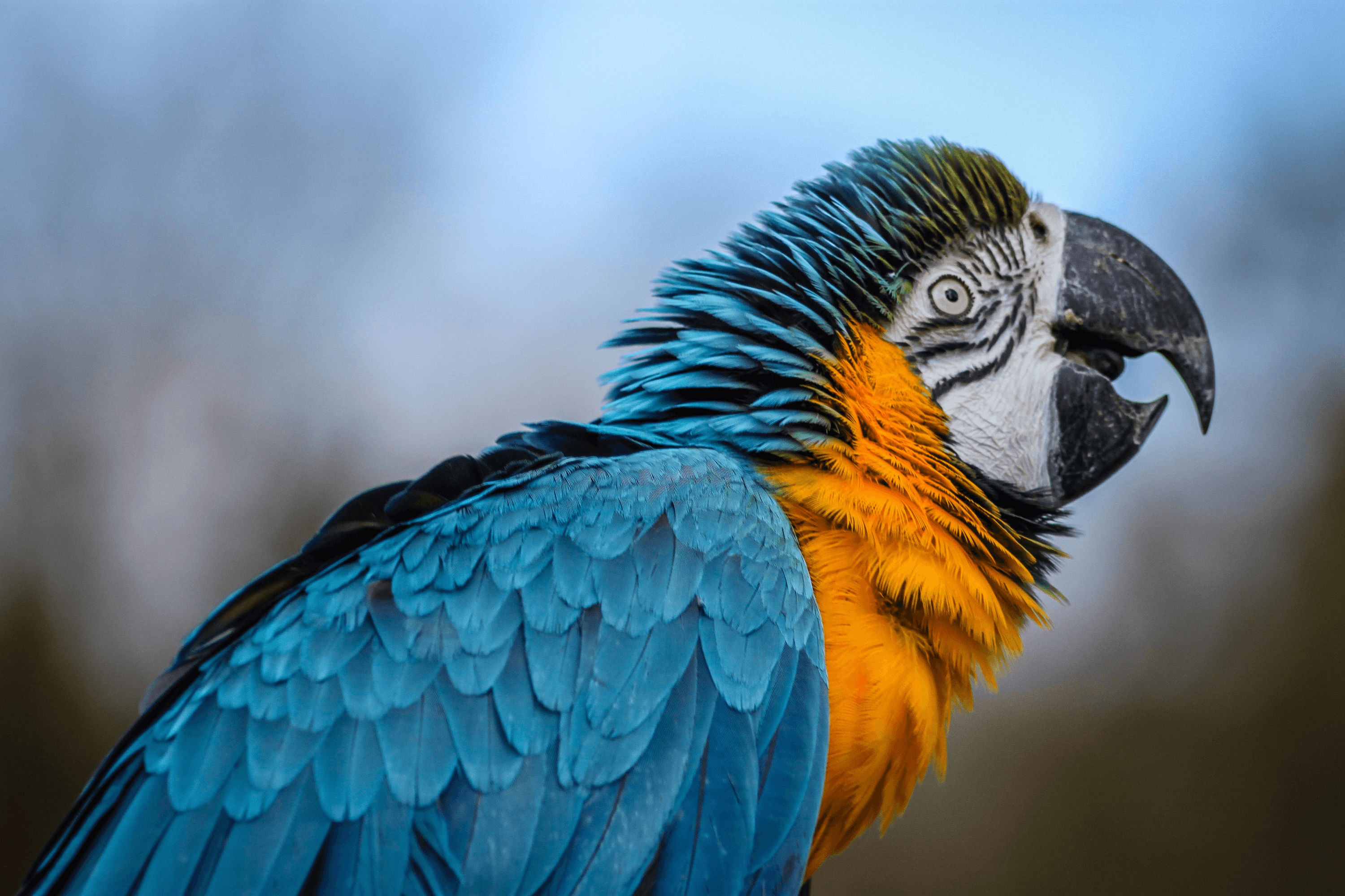 Ein Ara im Weltvogelpark Walsrode