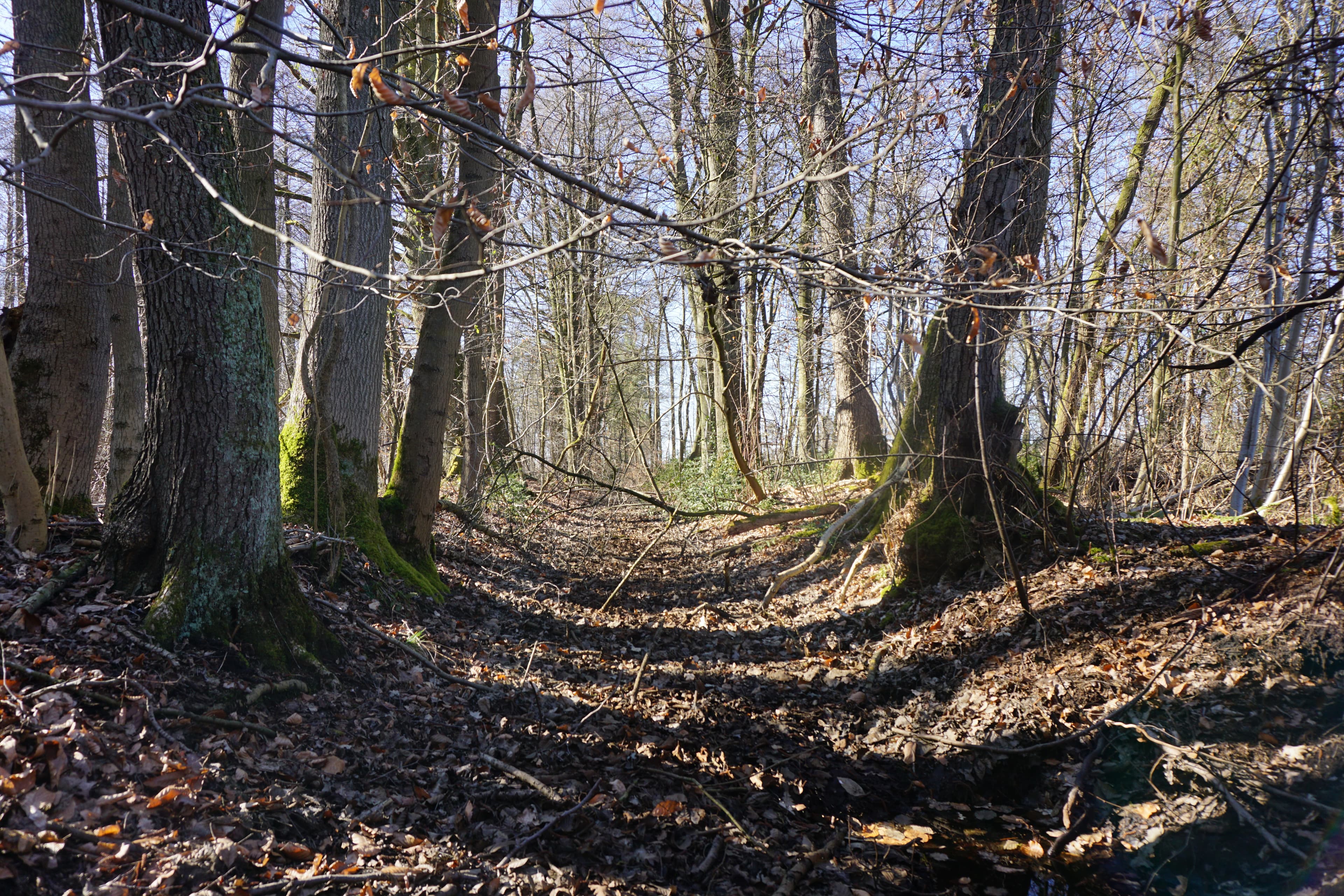 Alter Wiehegraben Wanderweg Hohne