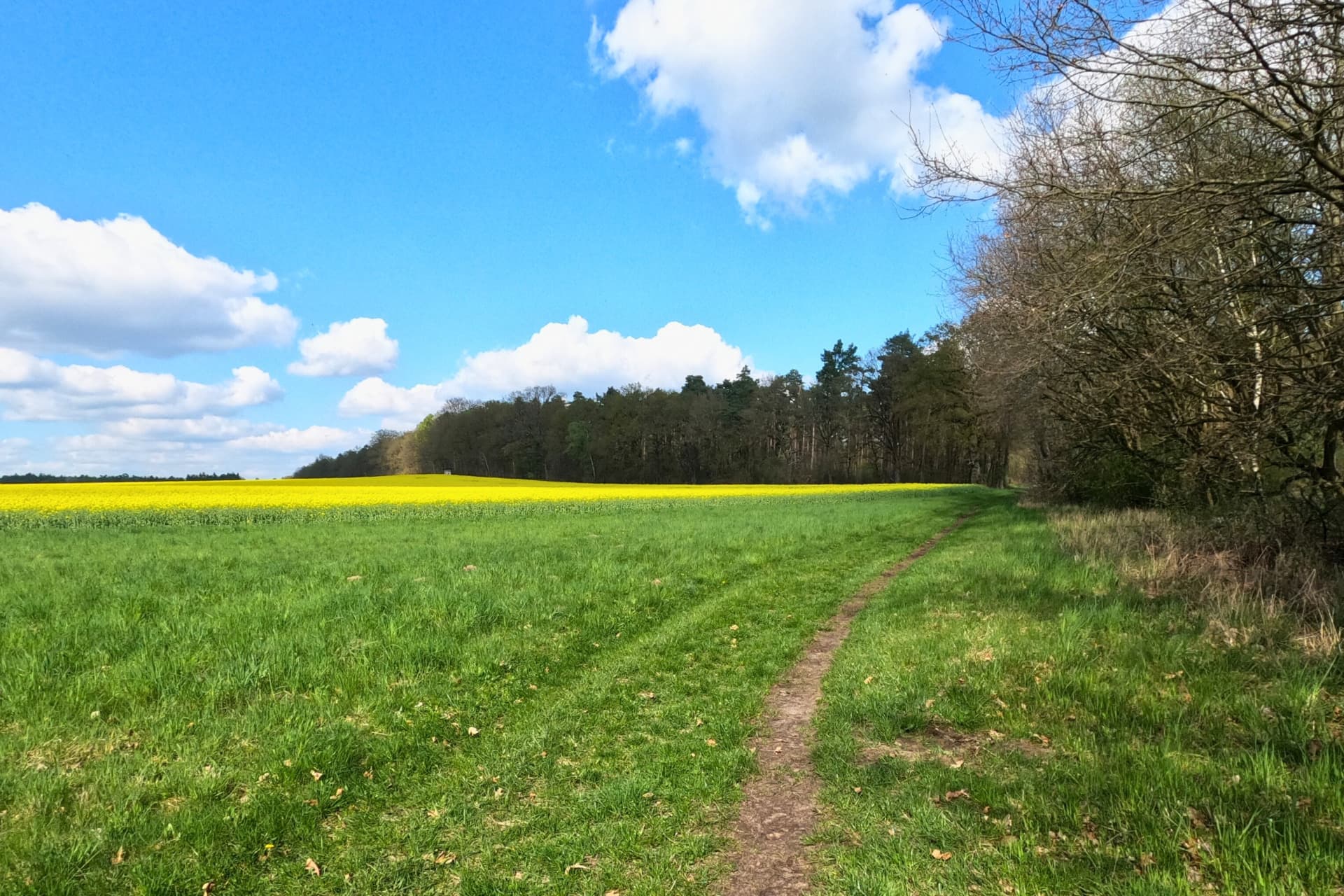 Frühlingsweg mit Rapsfeld zwischen Eitzen I und Bienenbüttel (Landkreis Uelzen)