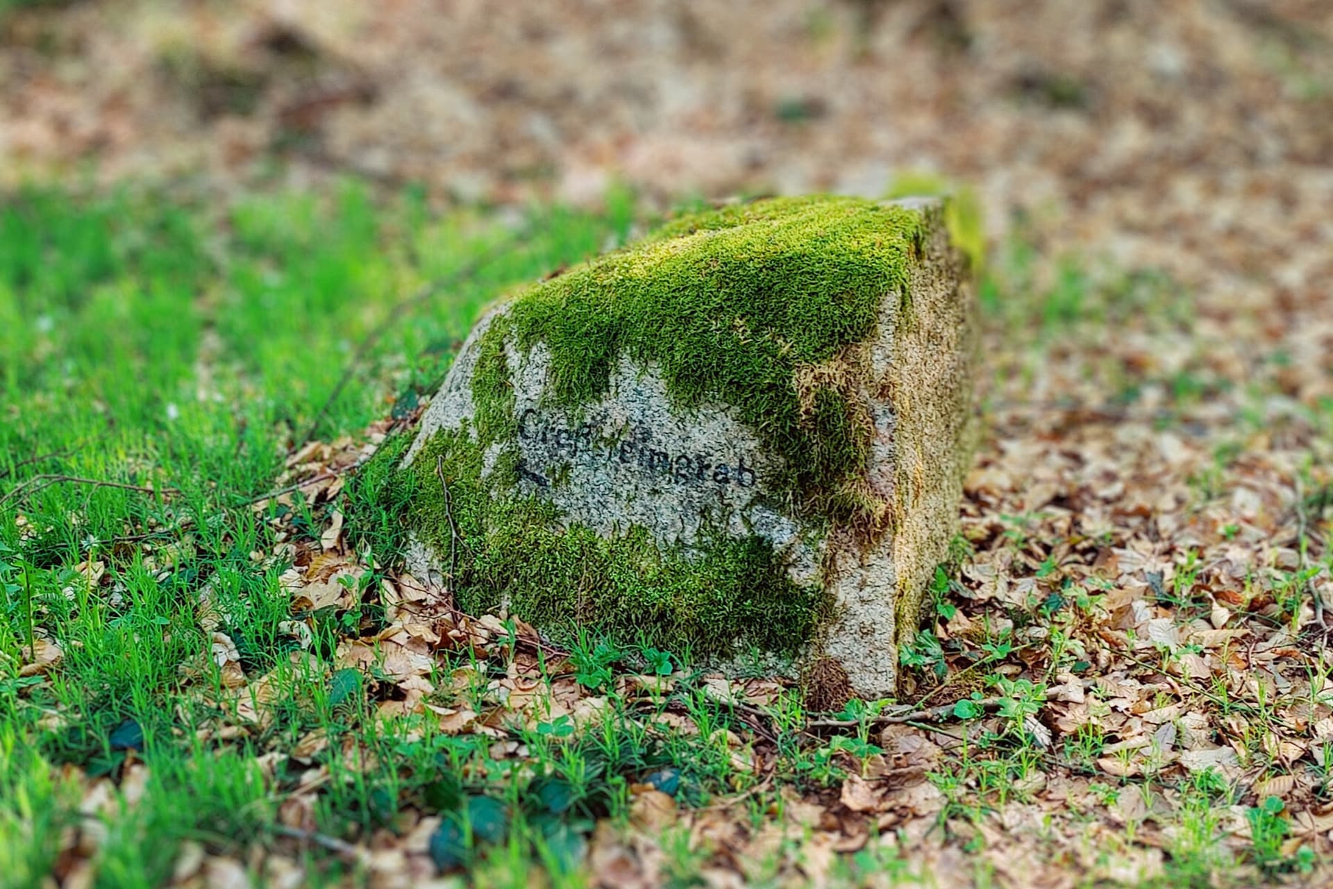 Moosbewachsener Hinweisstein am Großsteingrab bei Seedorf in der Heideregion Uelzen
