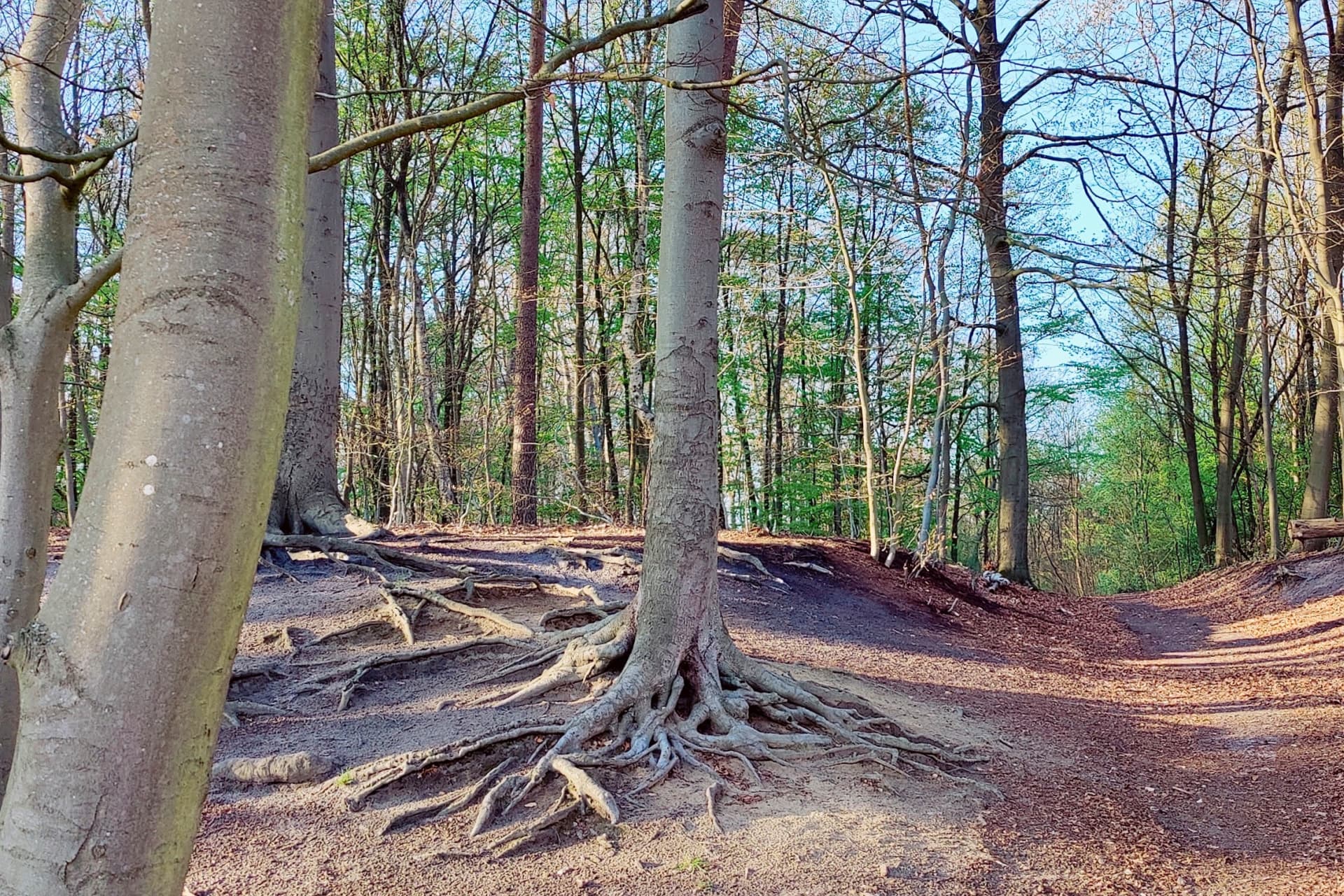Hohlweg am Auferstehungsweg bei Ebstorf (Heideregion Uelzen)