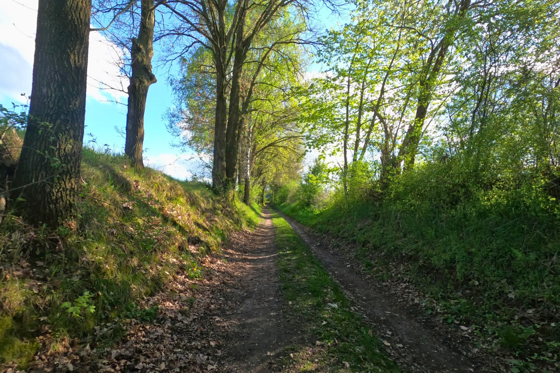 Hohlweg bei Seedorf – Zugang zum Waldgebiet Goldberg (Landkreis Uelzen)
