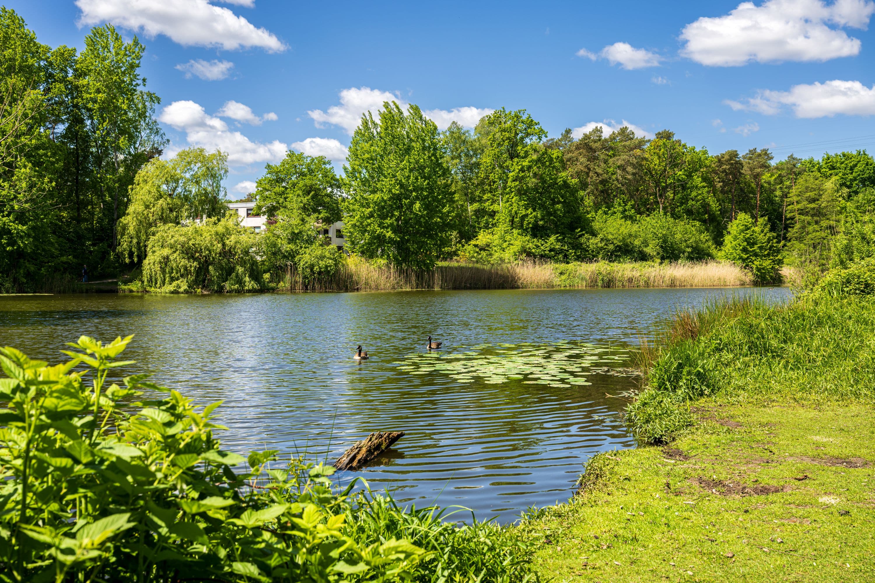 Gänse auf dem Stadtsee in Buchholz in der Nordheide im Frühling