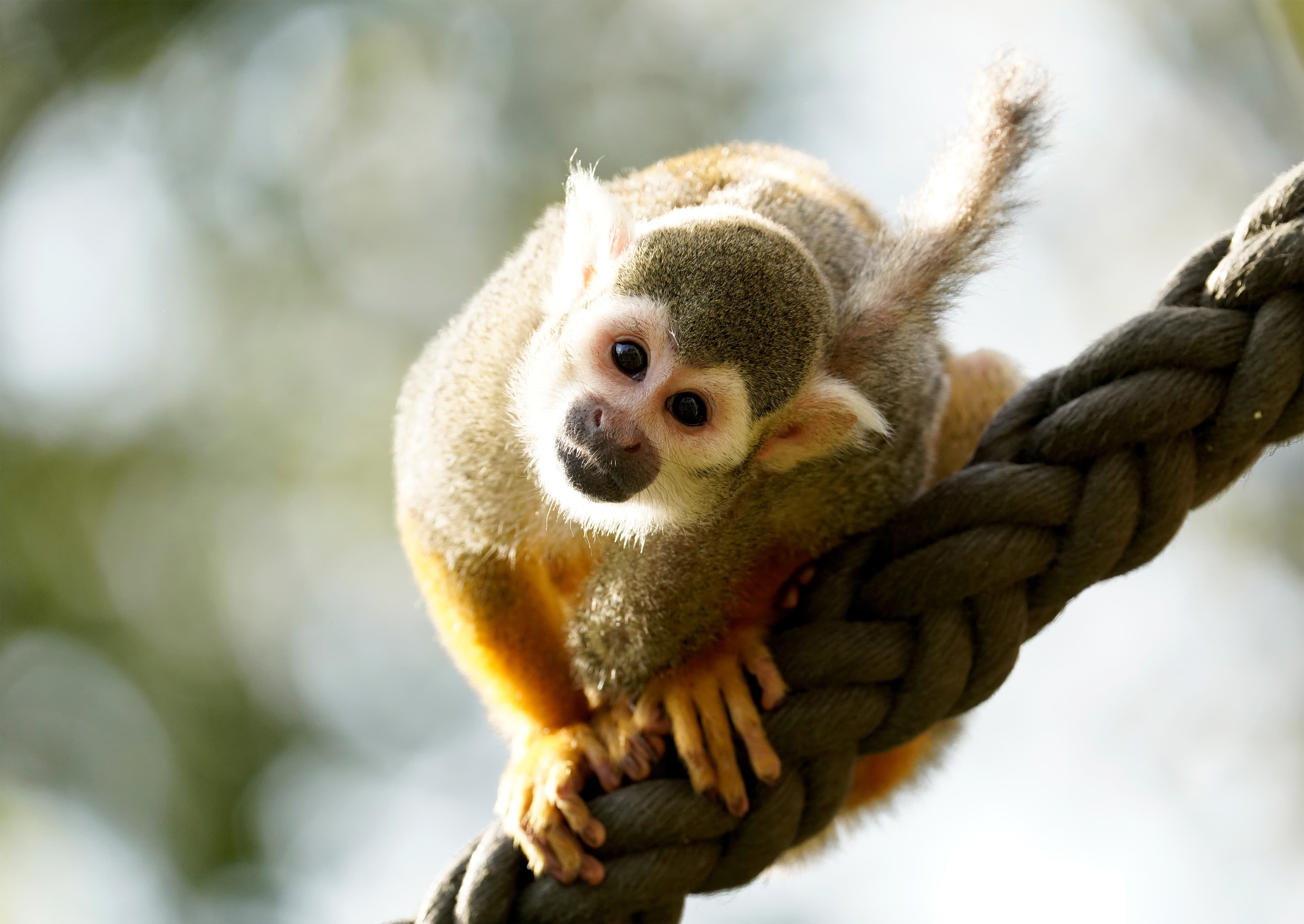 Geh durch das Affengehege im Serengeti Park