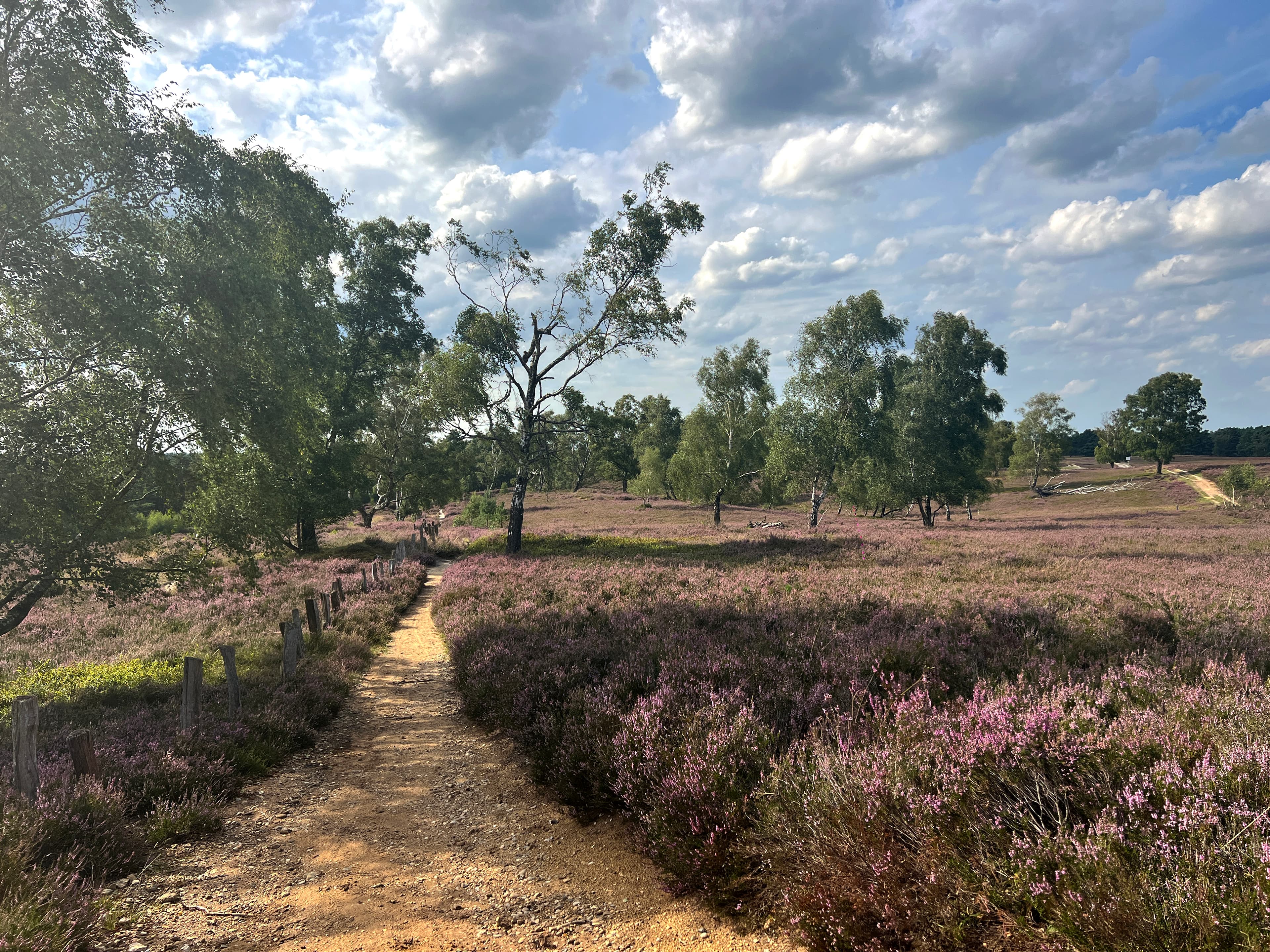Pfad durch die Fischbeker Heide