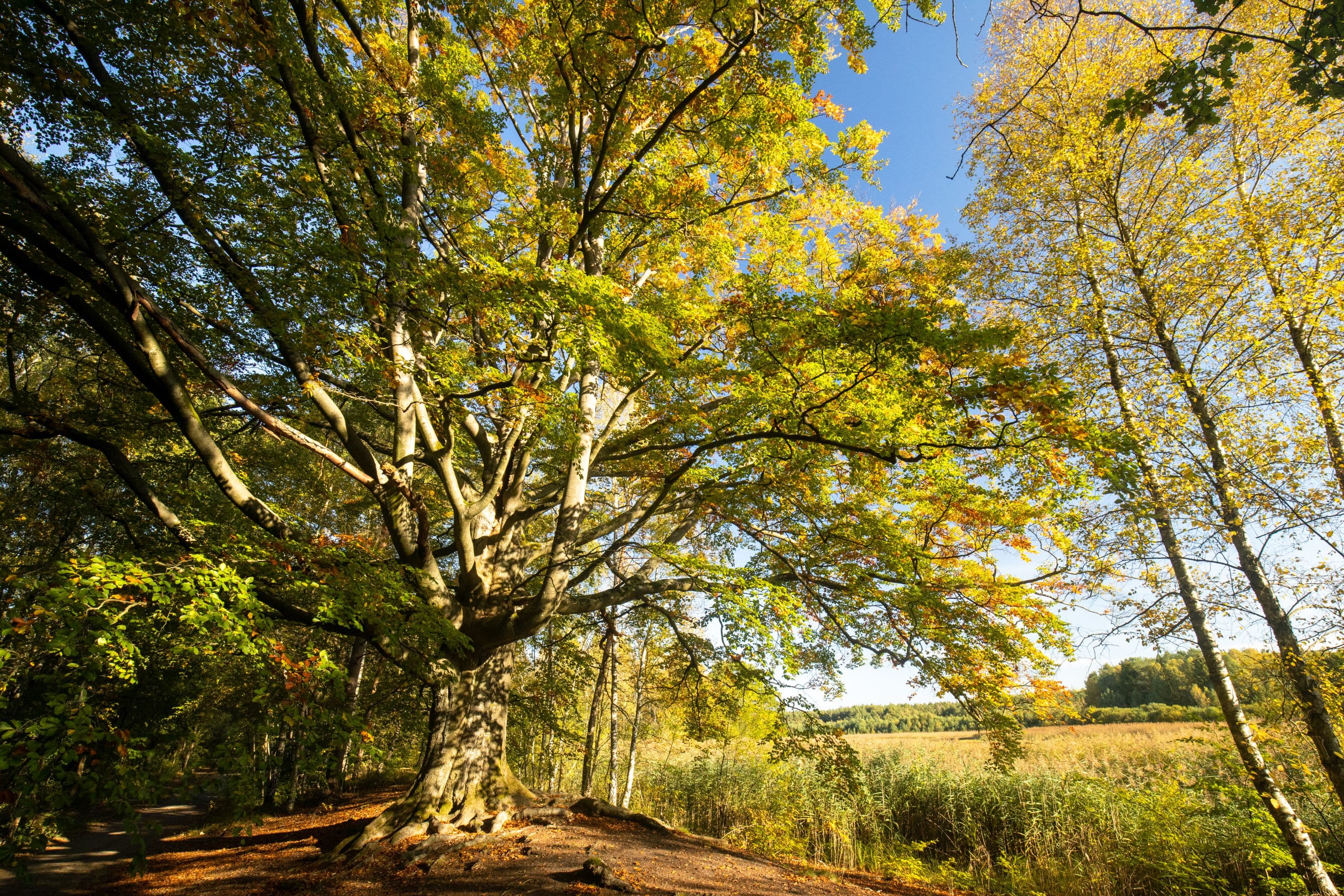 Wildecker Teiche bei Eschede
