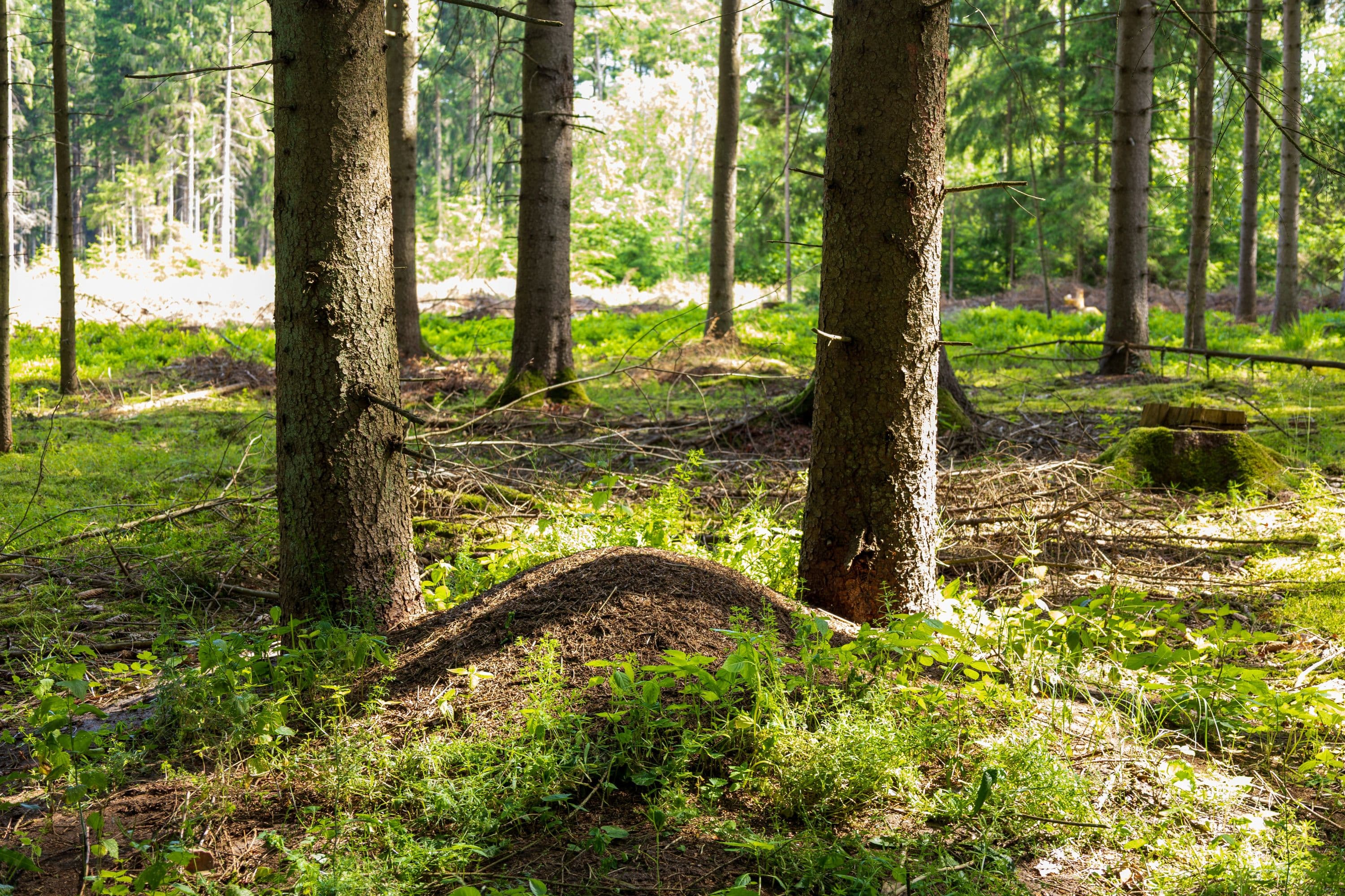 Ameisenhügel auf der Radtour Geheime Südheide